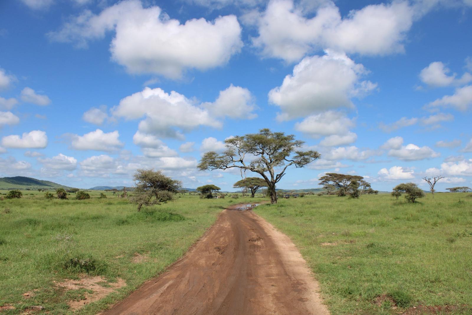 Dirt road through the lush Serengeti landscape in Tanzania with acacia trees under a bright sky