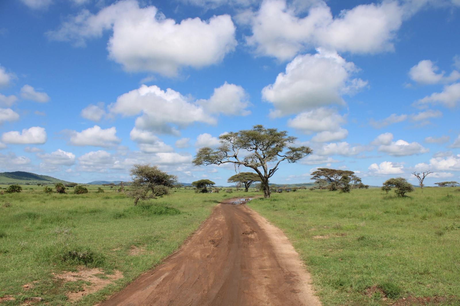 Dirt road through the lush Serengeti landscape in Tanzania with acacia trees under a bright sky