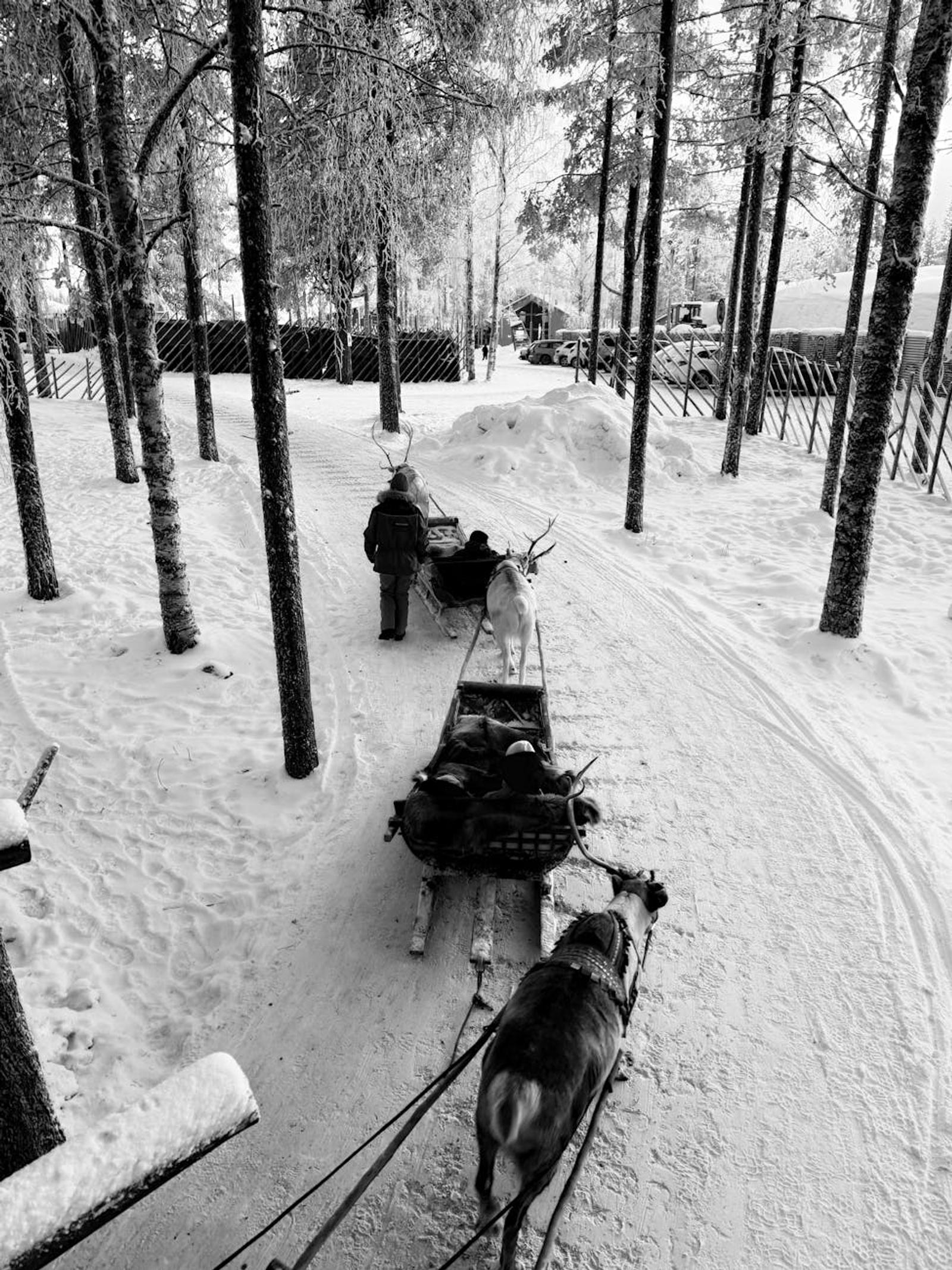 Husky Farm Sleigh Ride — Finland