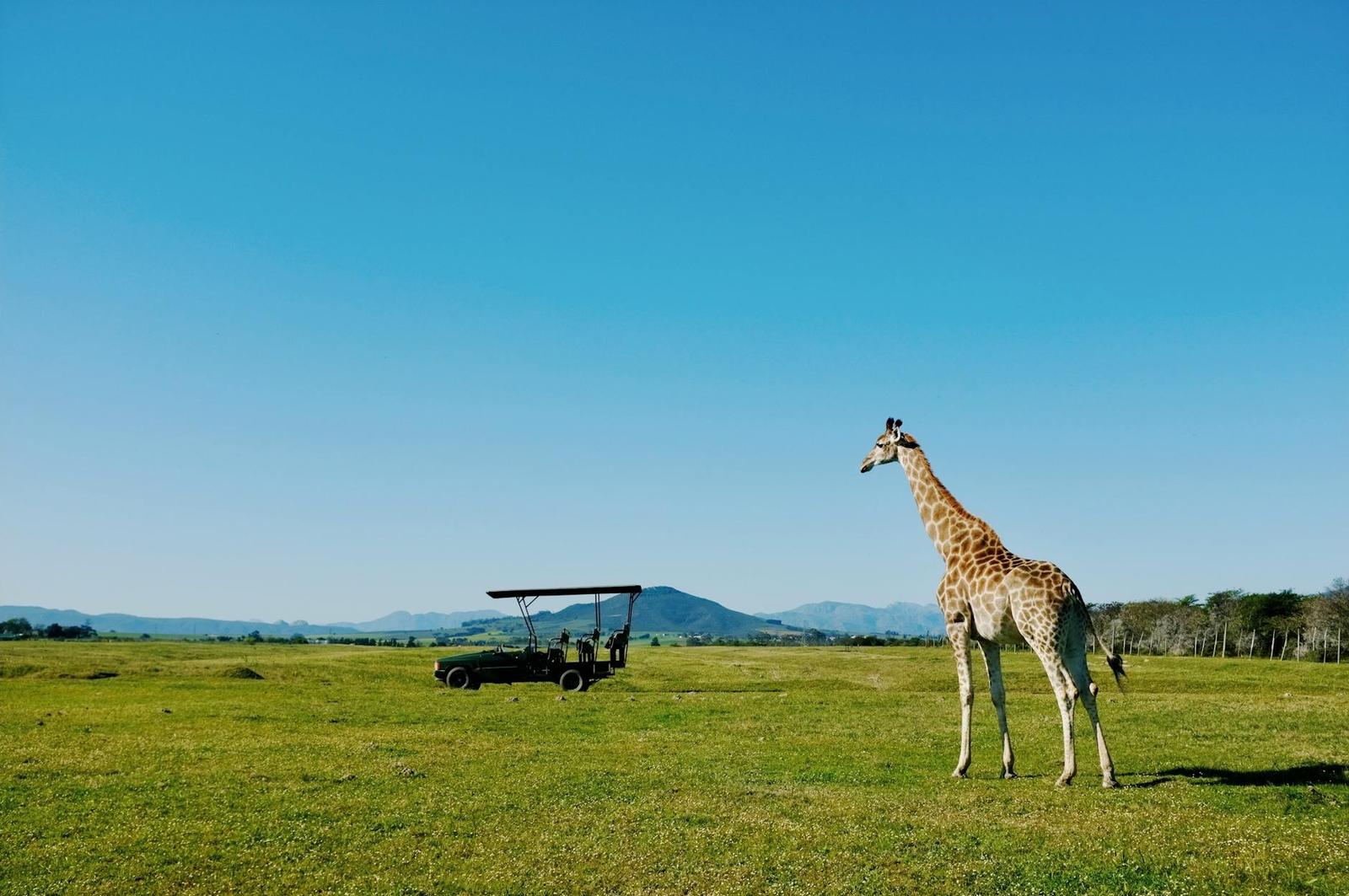 Amakhala game drives — South Africa