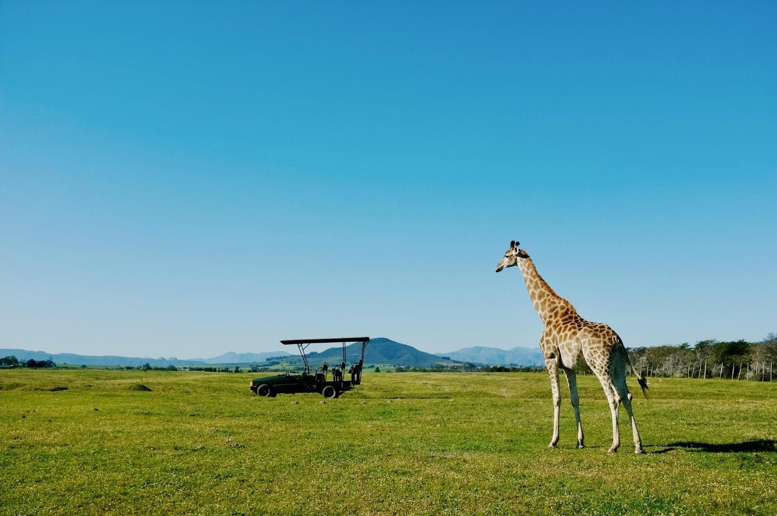Amakhala game drives — South Africa