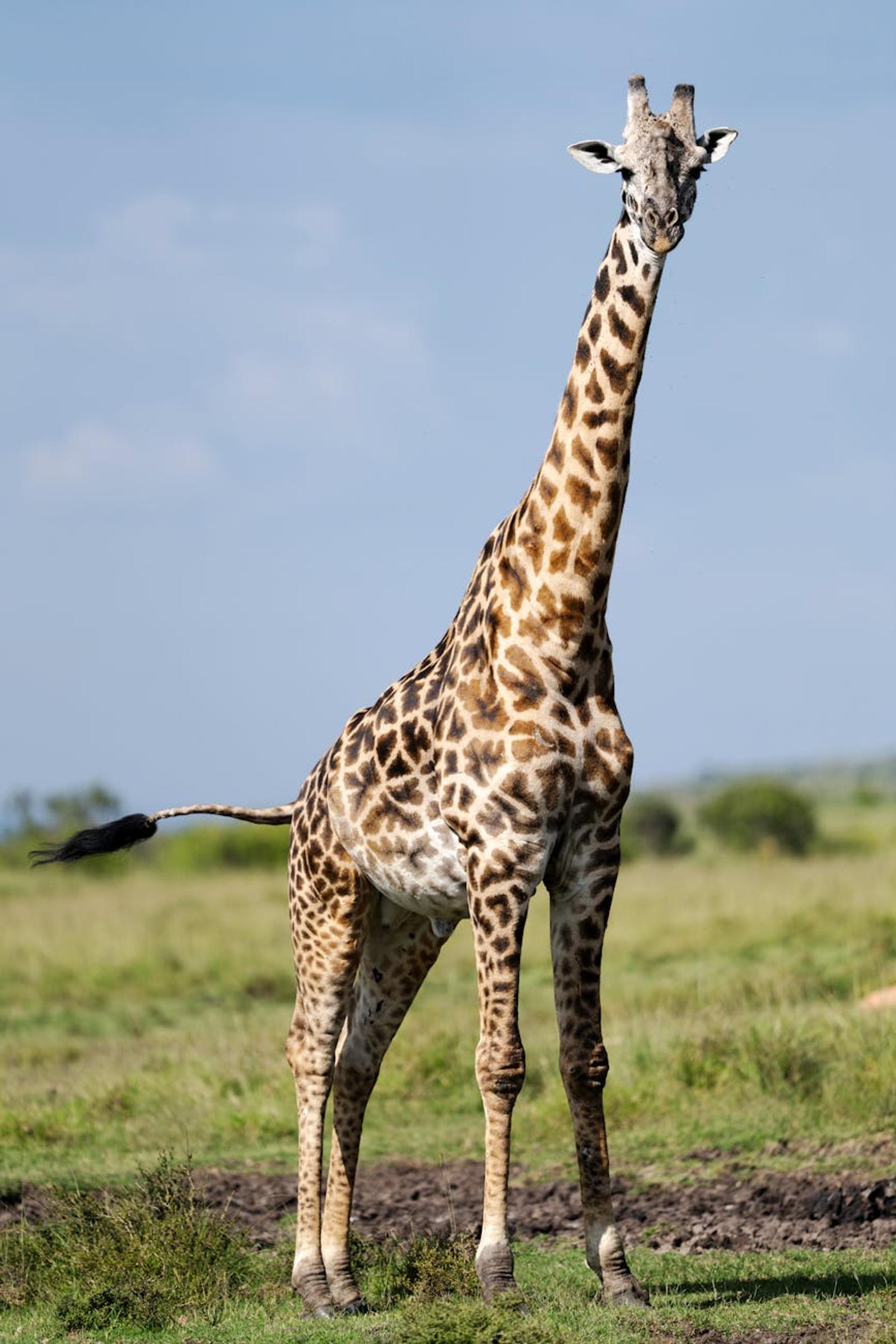 A stunning giraffe stands gracefully in the wild plains of Kenya