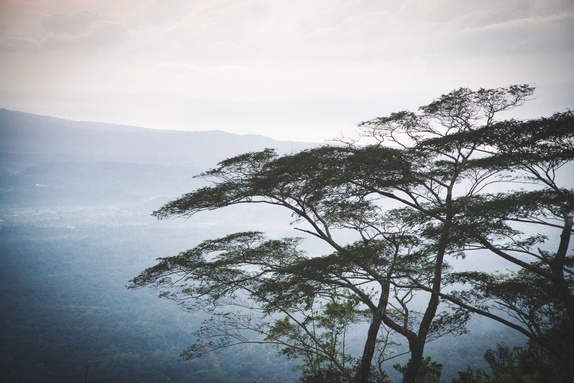 Tranquil mountain landscape with trees in Bali, Indonesia, shrouded in mist and soft light