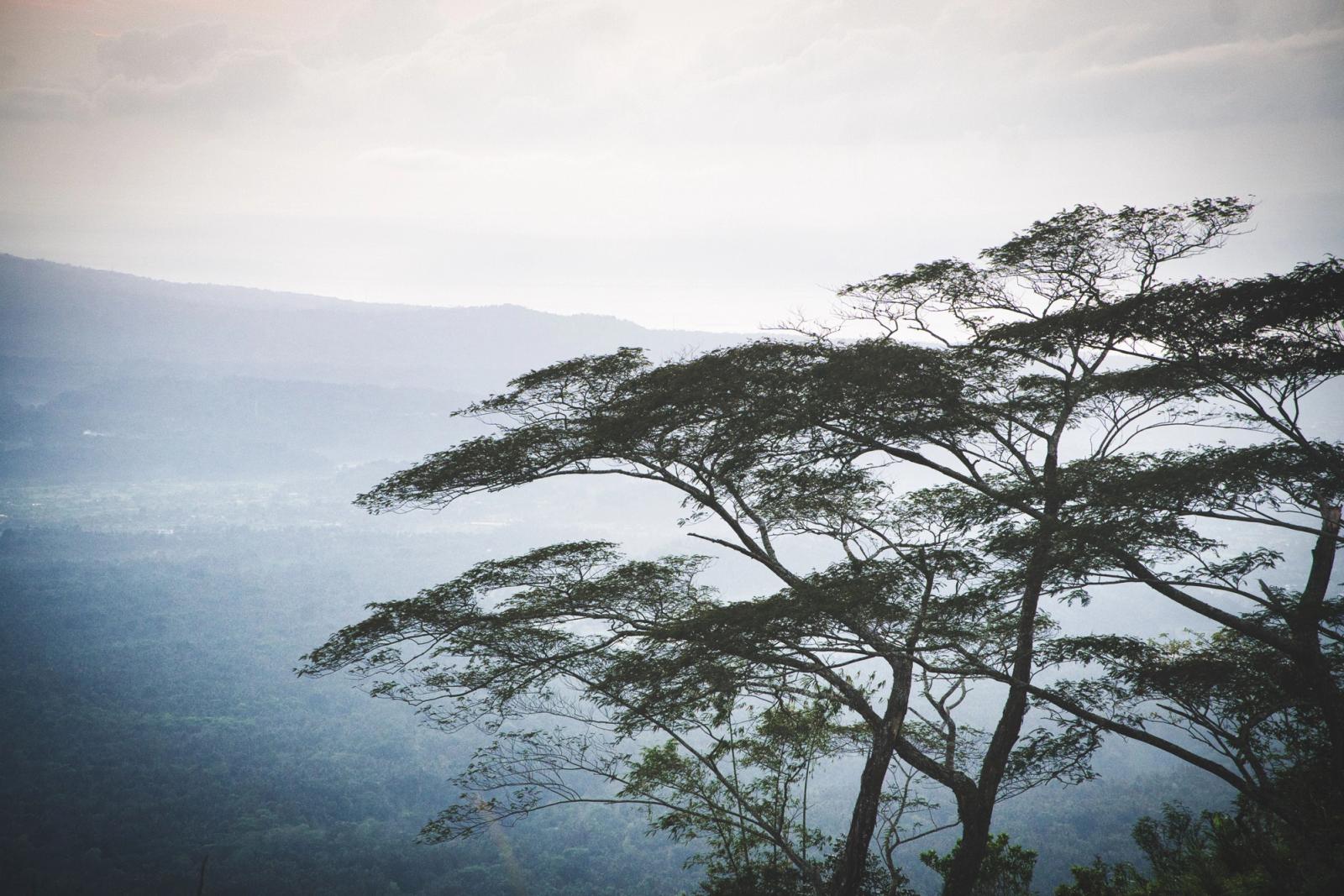 Tranquil mountain landscape with trees in Bali, Indonesia, shrouded in mist and soft light