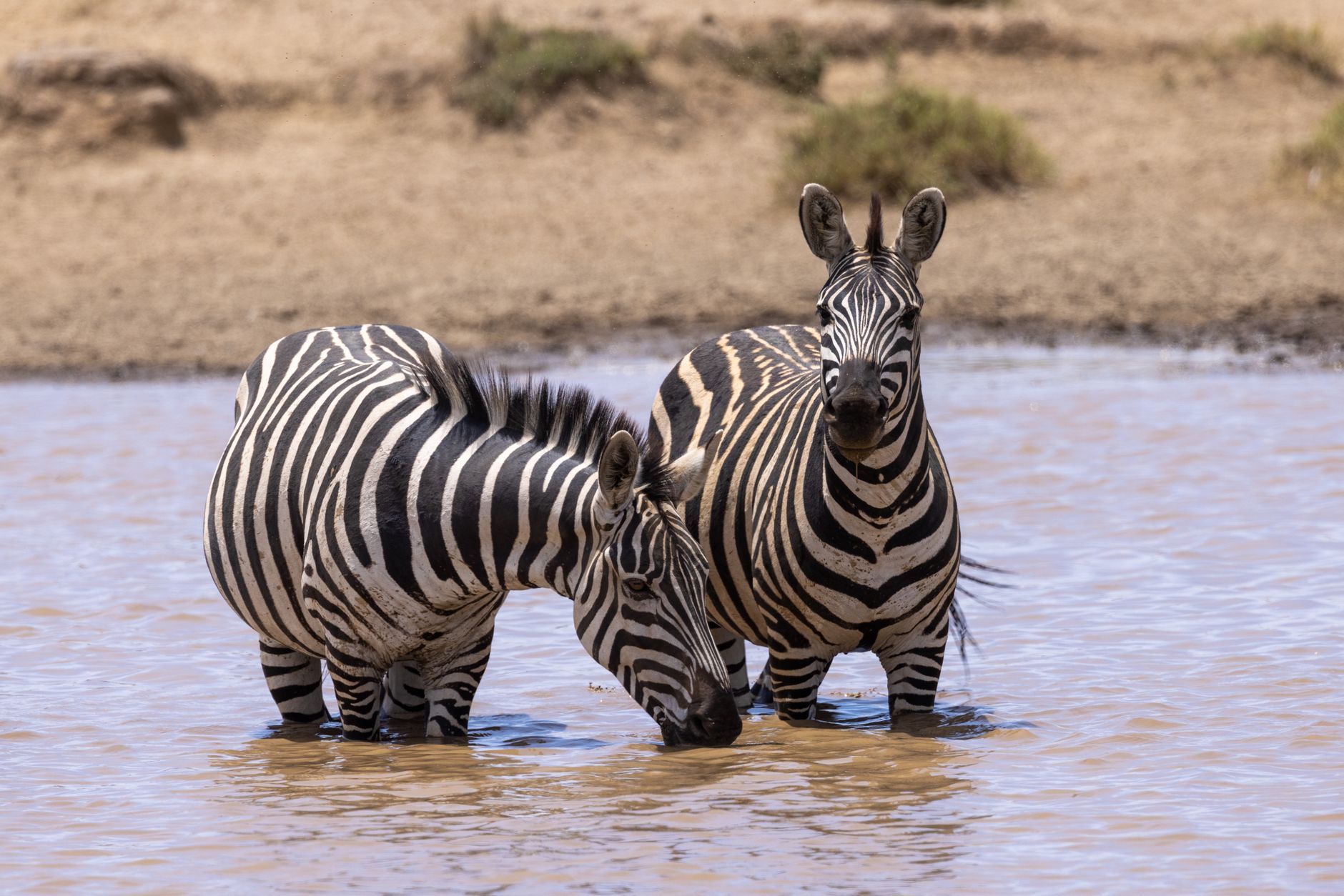 West — Masai Mara, Kenya