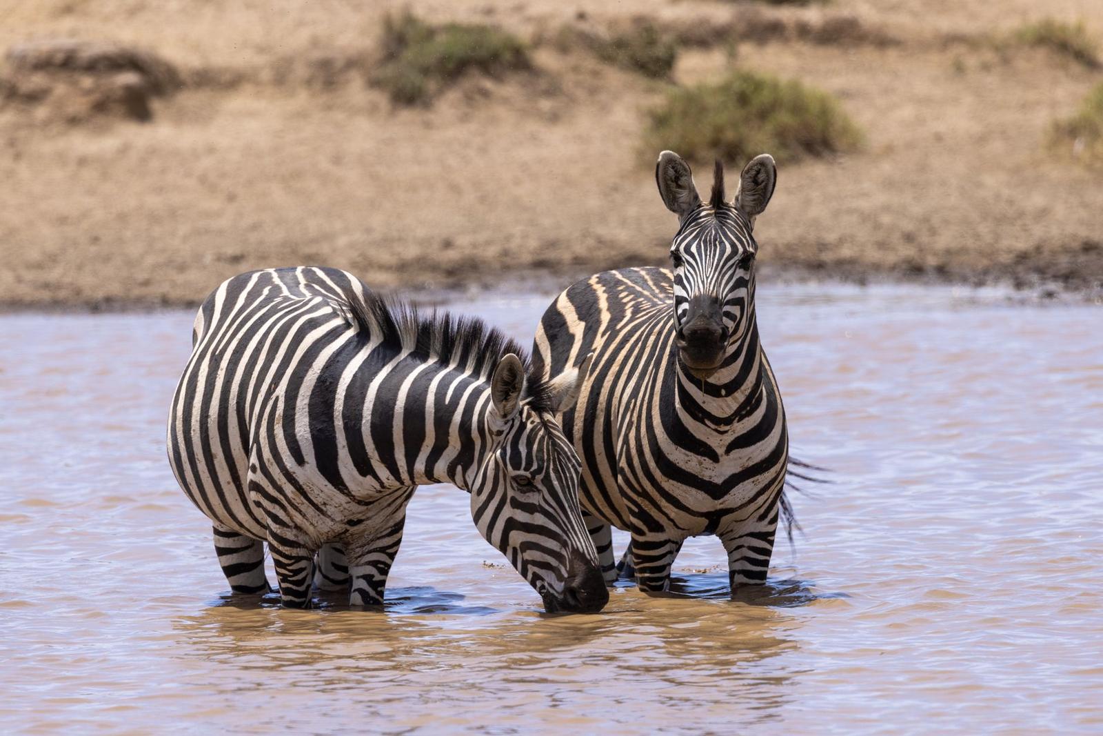 West — Masai Mara, Kenya