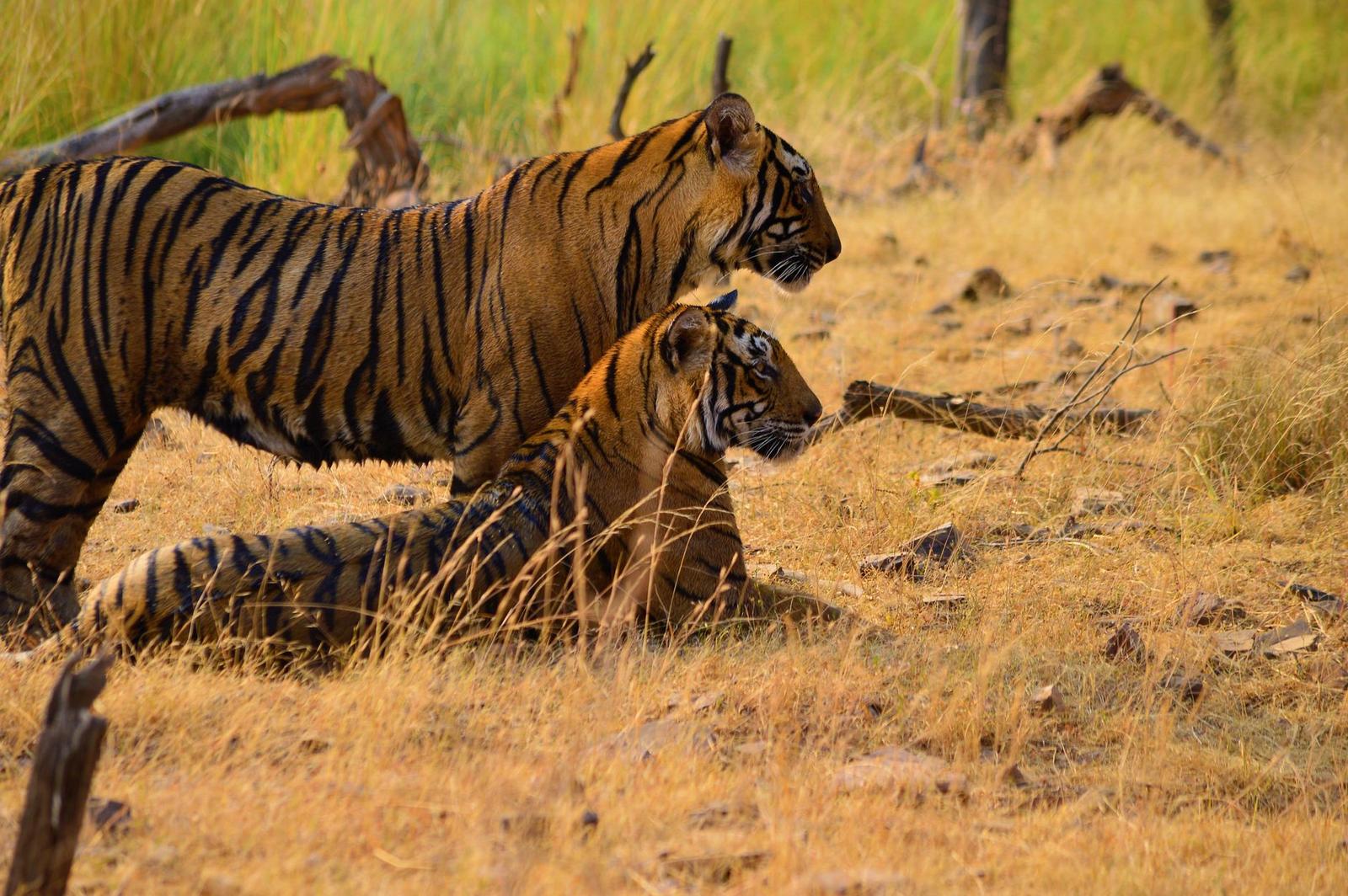 Ranthambore Tiger Safari — Rajasthan, India