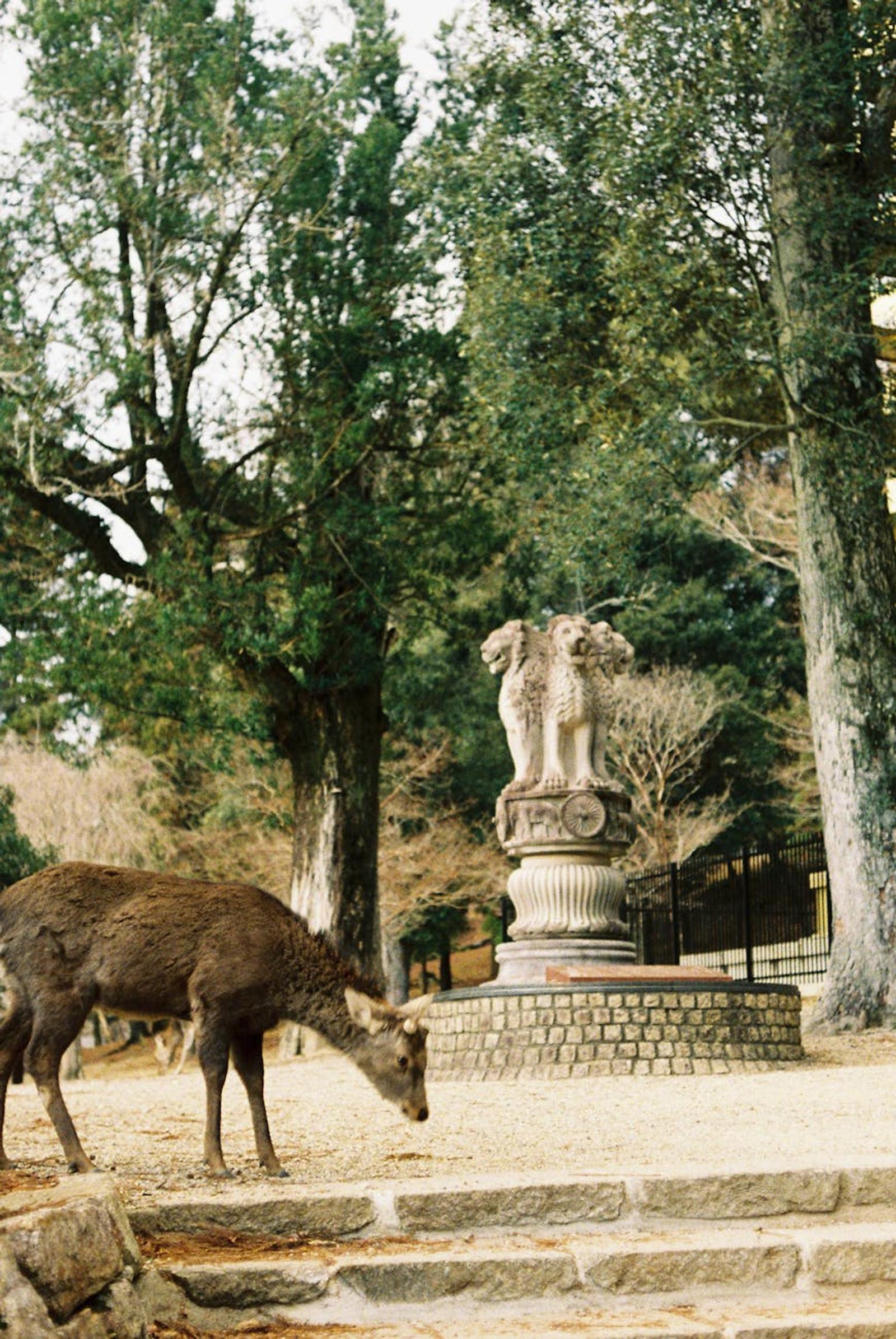 Nara Osaka — Japan