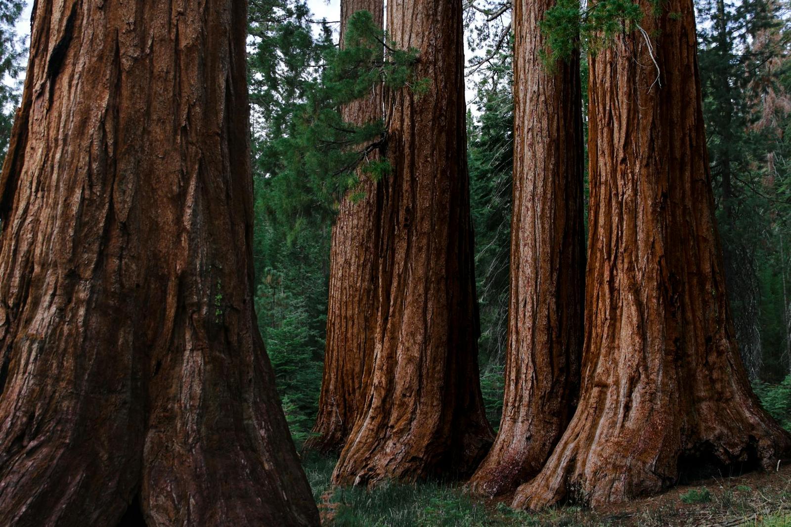 Yosemite & Sequoias, USA