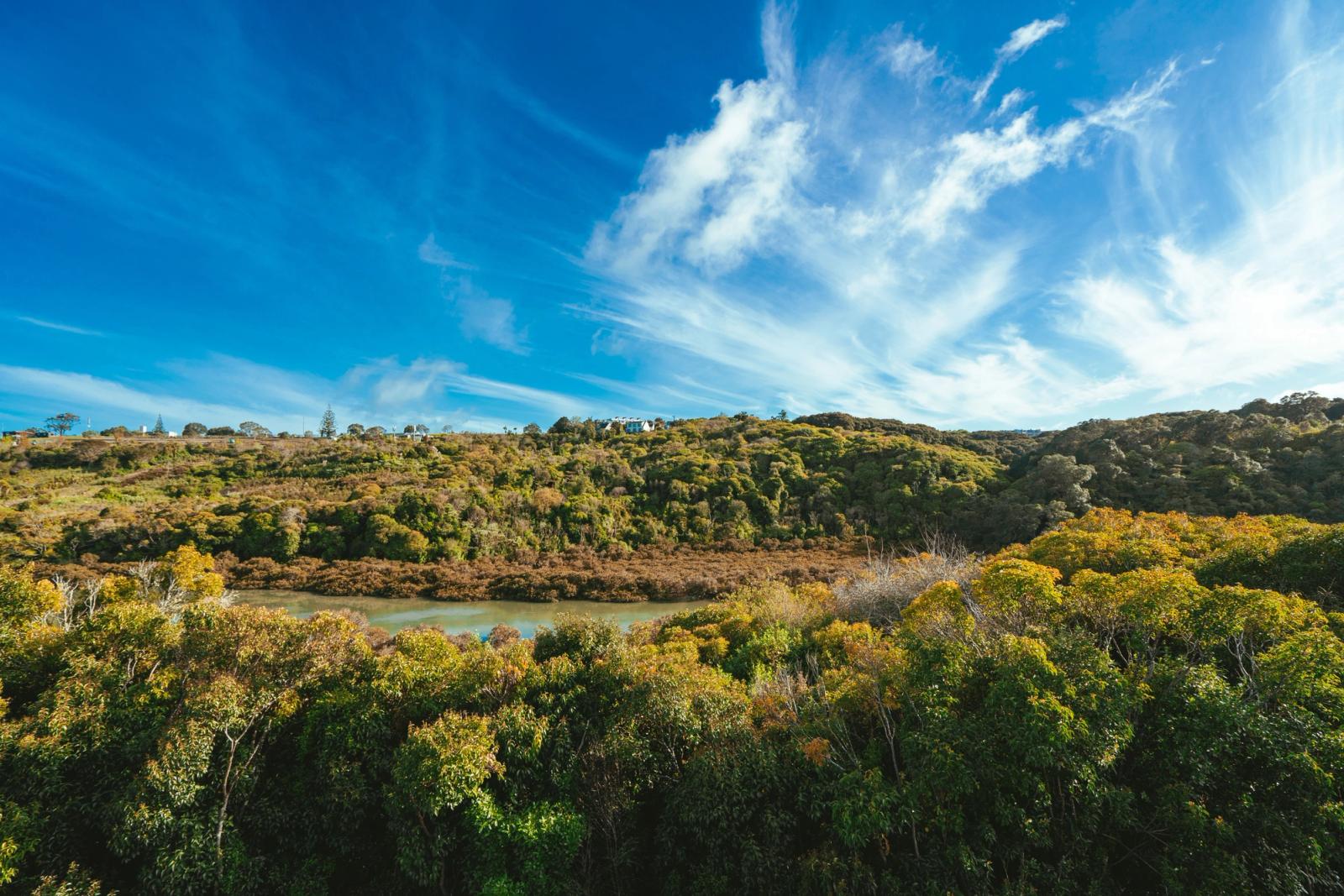 Serene view of lush greenery and vibrant blue sky over hills in Auckland, New Zealand