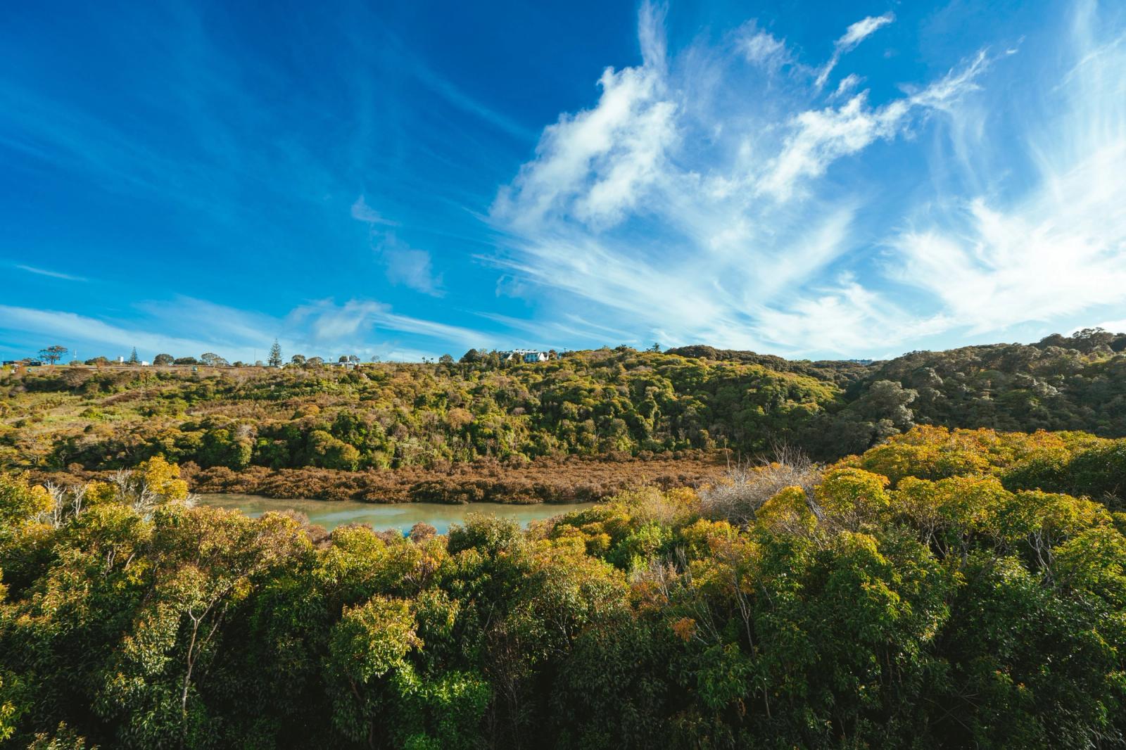 Serene view of lush greenery and vibrant blue sky over hills in Auckland, New Zealand
