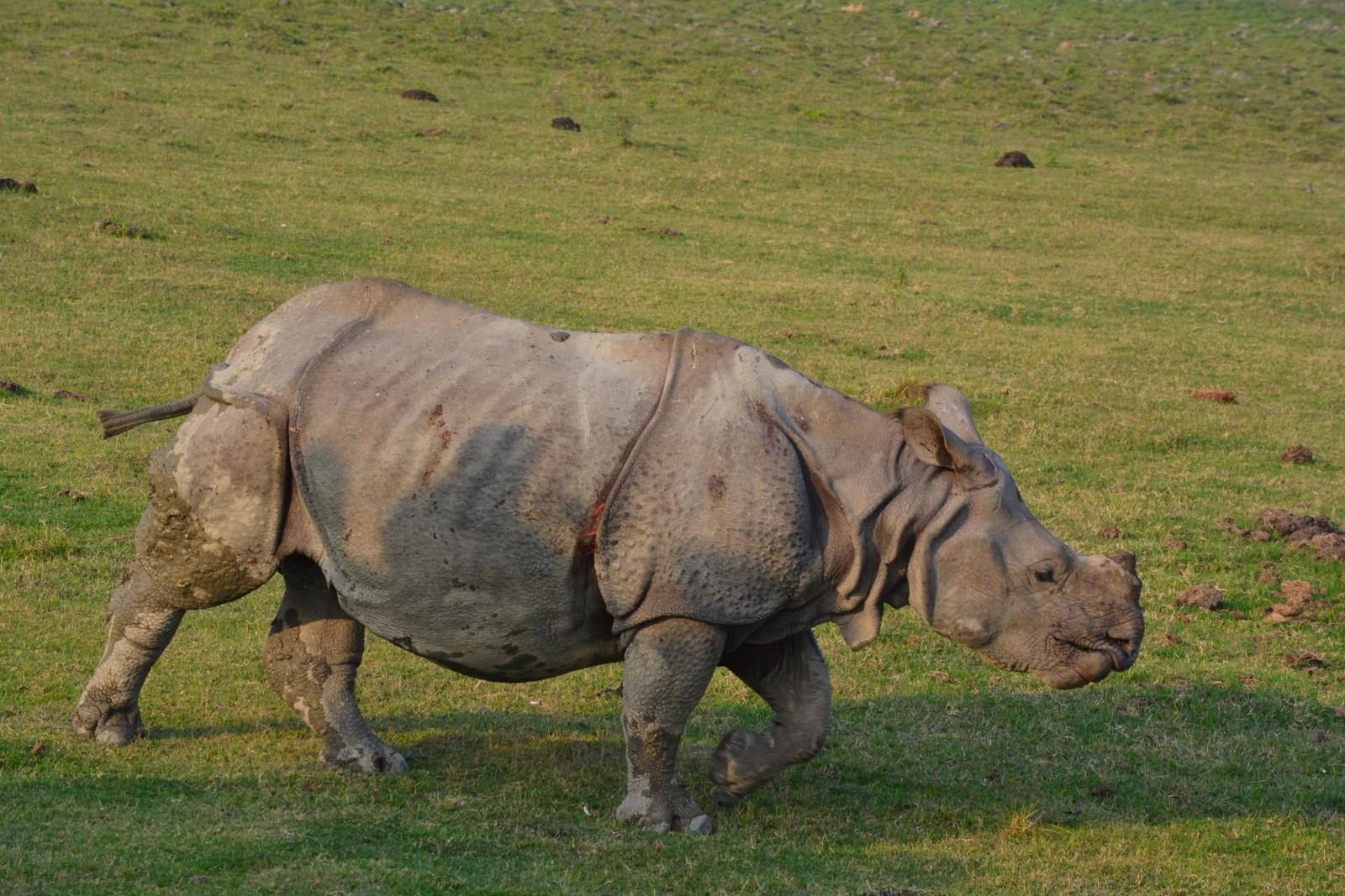 Indian rhinoceros in scenic Kaziranga National Park, Assam, India