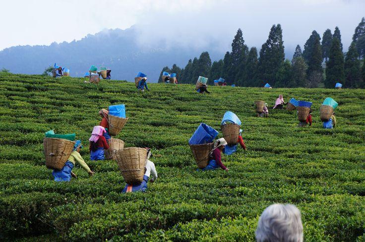 Assam tea-country day