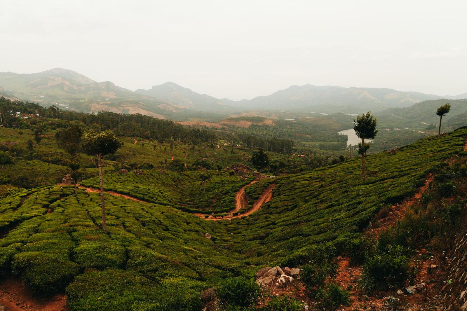 Expansive view of vibrant tea plantations with rolling hills and cloudy skies
