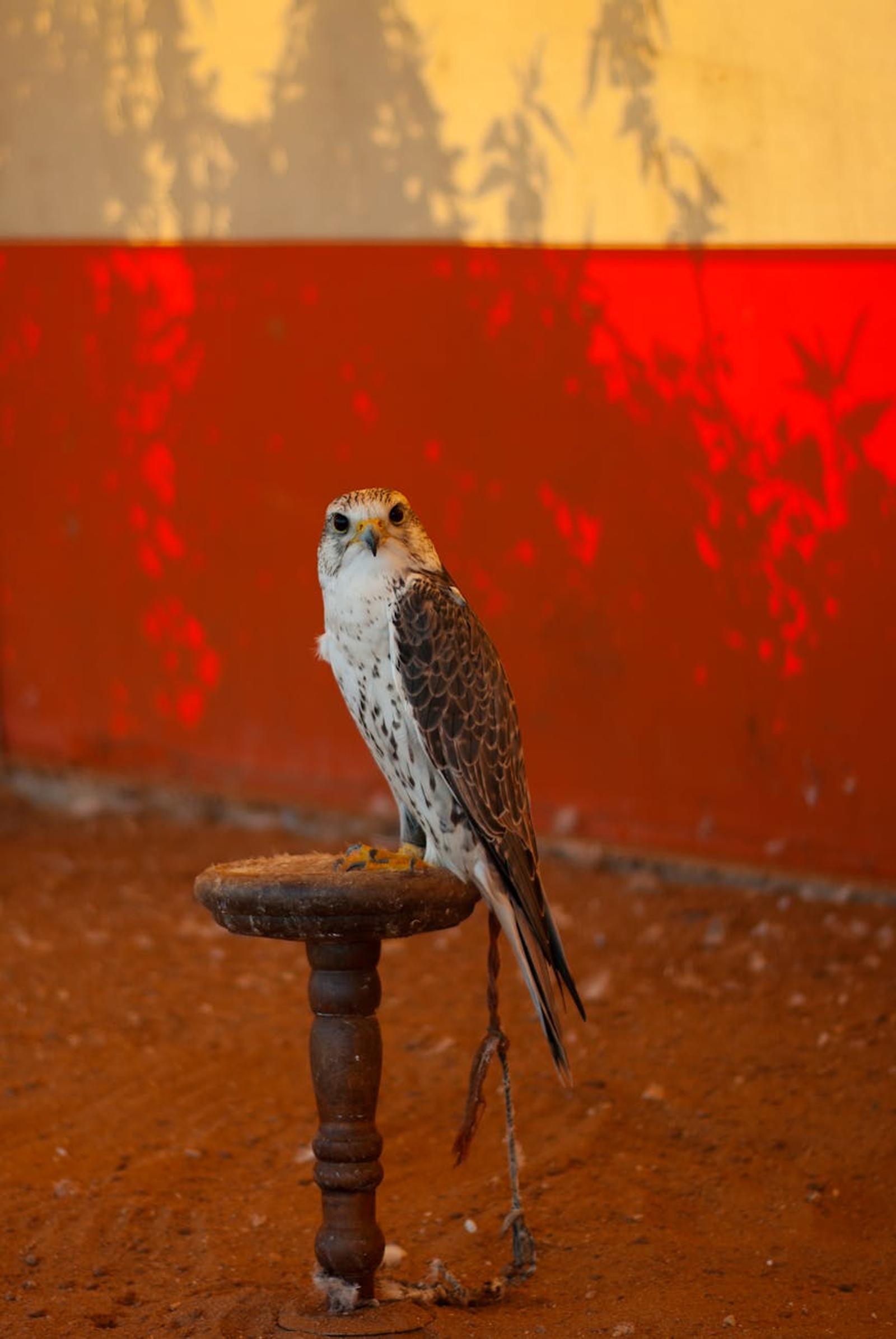 A falconer at dusk in the Arabian desert