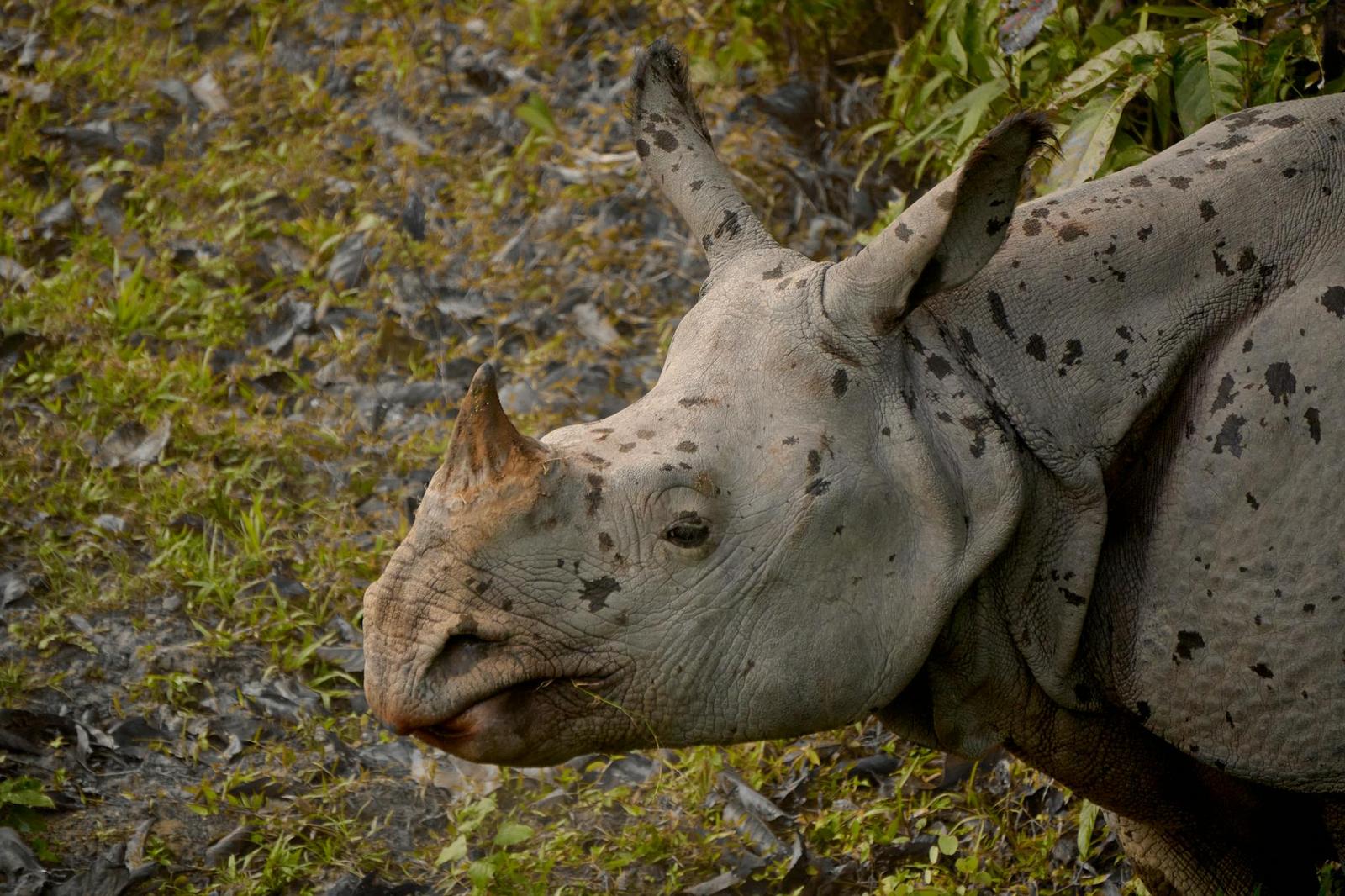 Kaziranga Rhino Safari, India