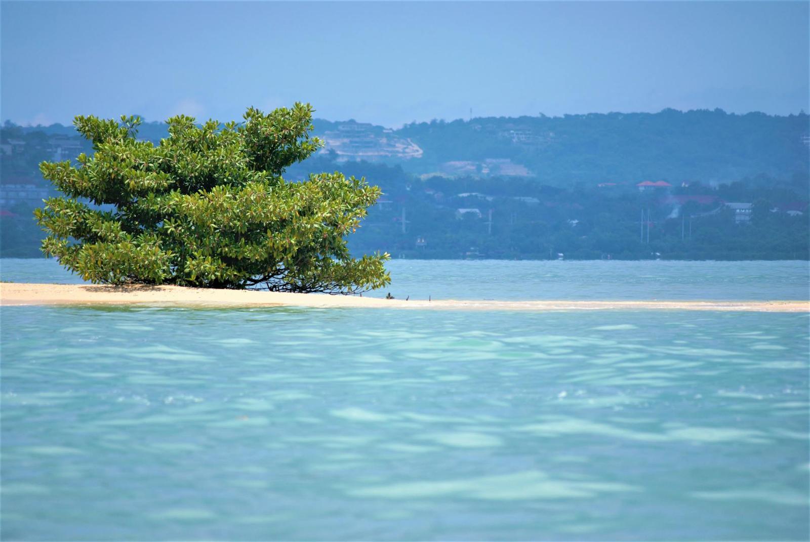 A lone mangrove tree grows on a sandbar in turquoise shallows