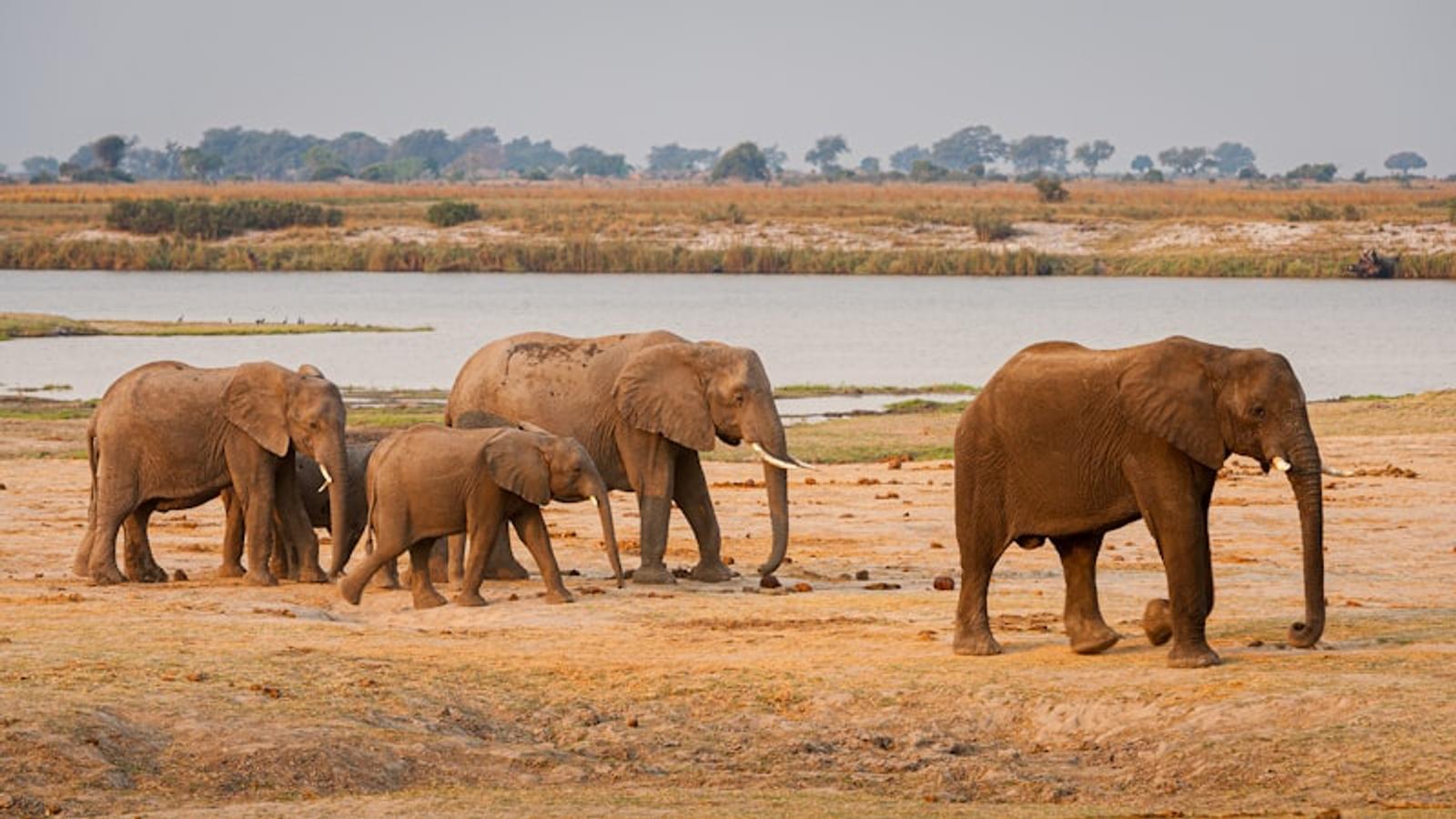Chobe elephant