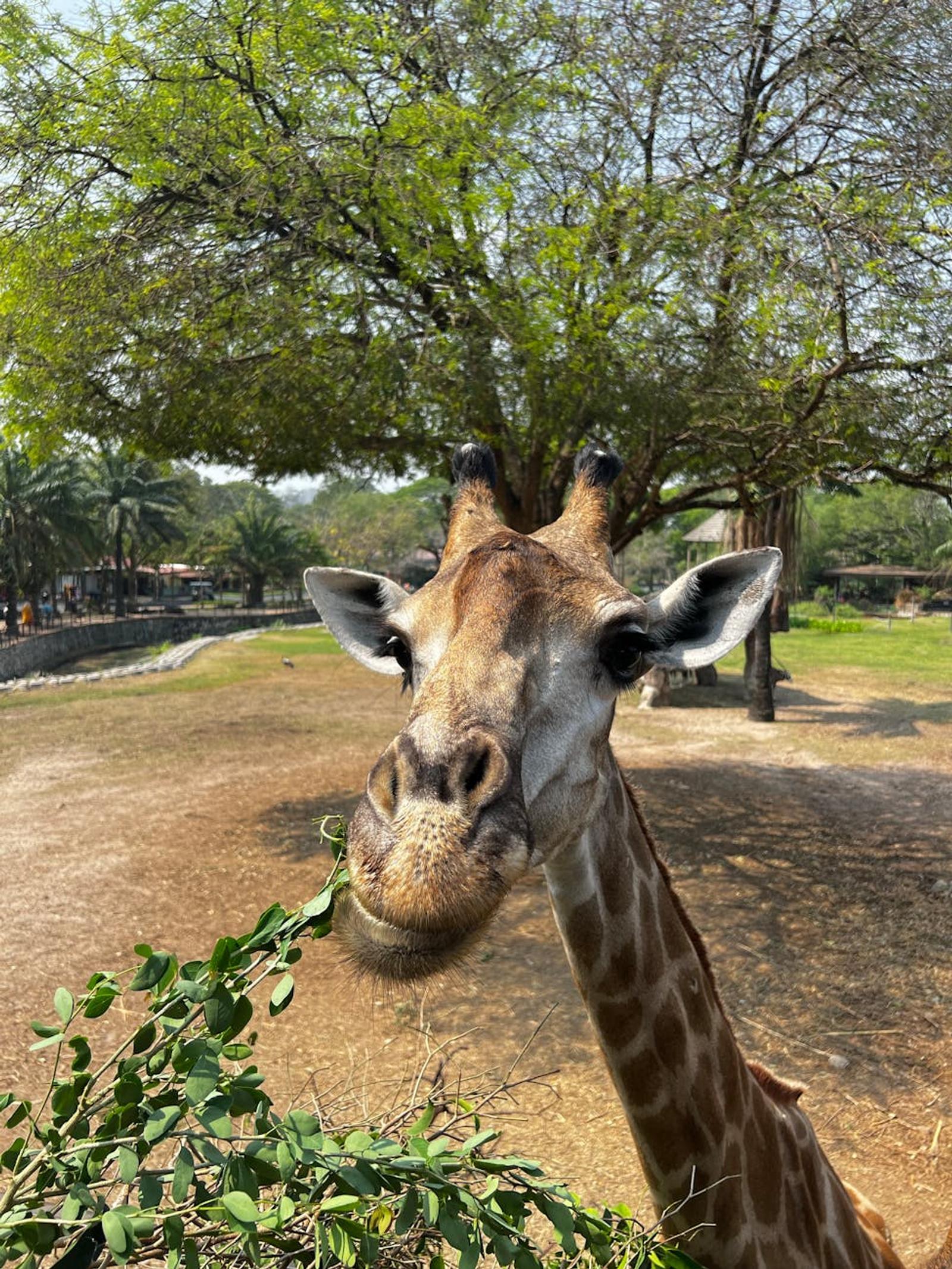 Close-up of a giraffe humorously munching leaves in a Thailand safari park