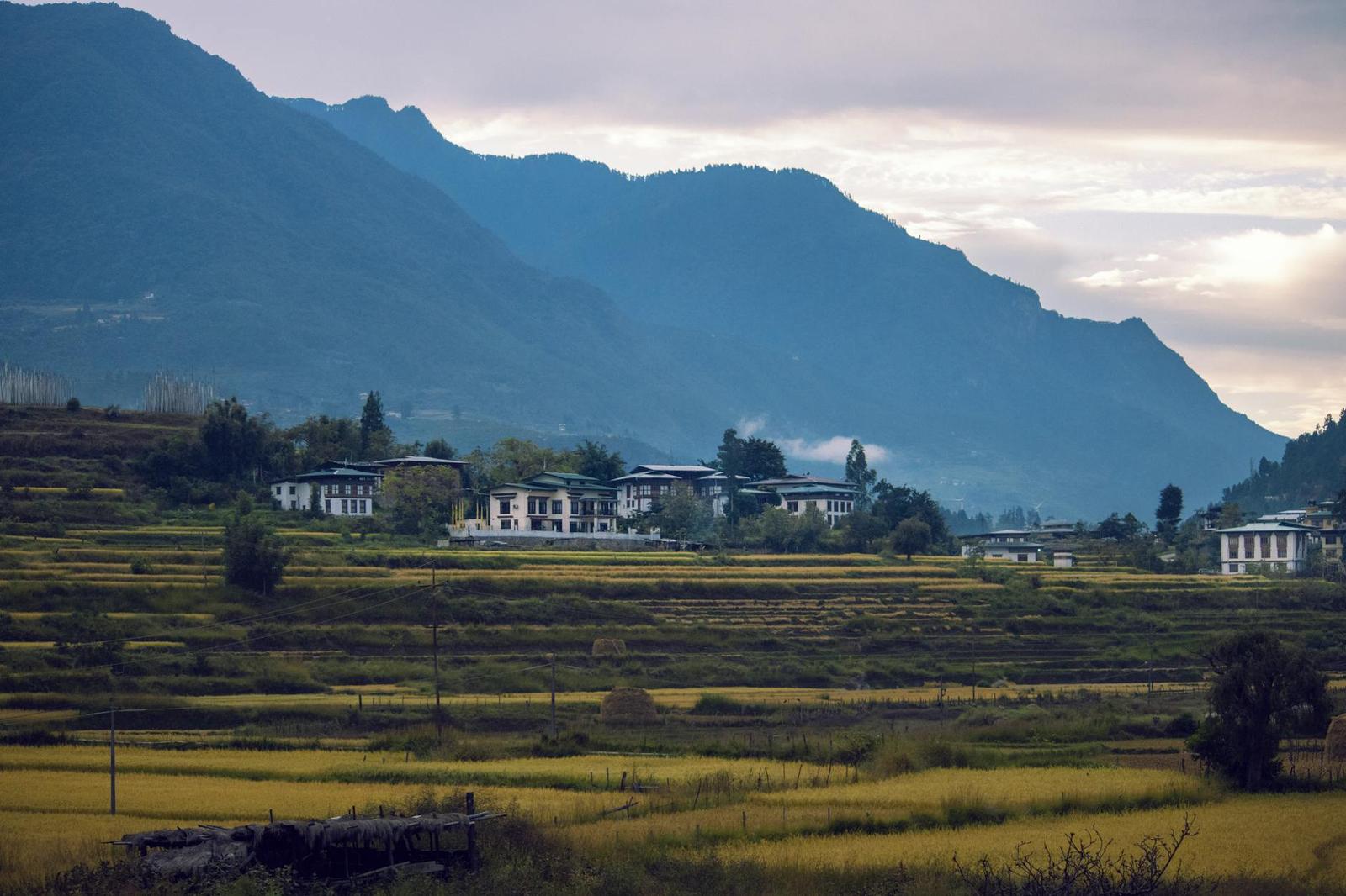 Traditional white houses set among golden terraced fields below misty mountains