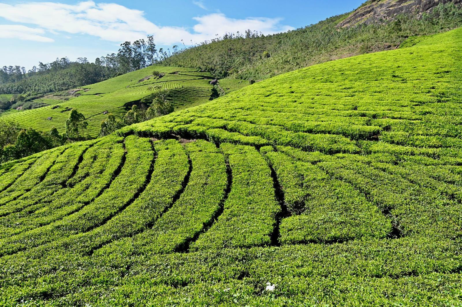 Munnar Tea Gardens, India