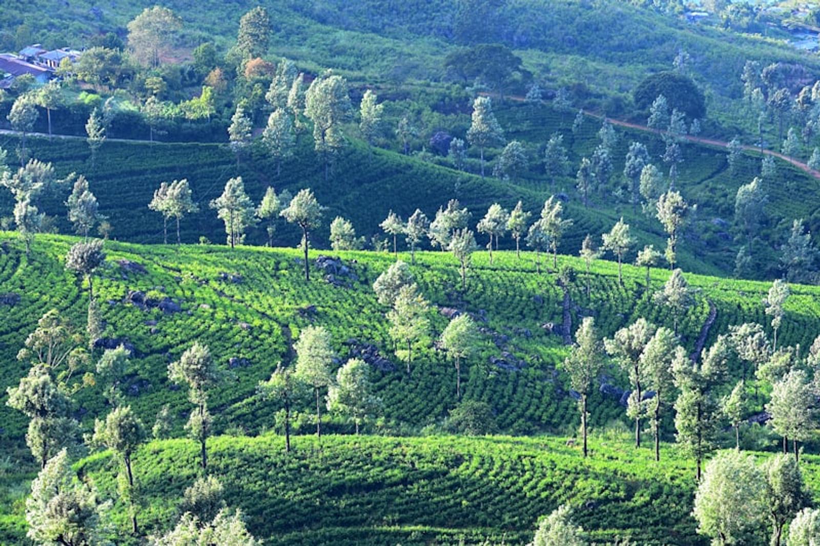 Sri Lankan tea plantation