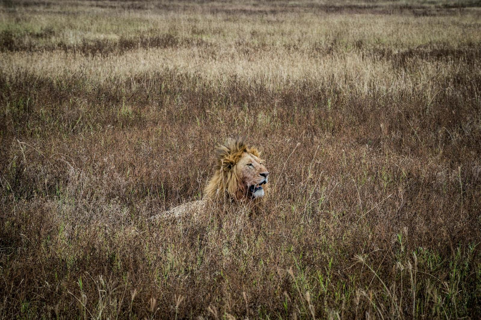 Male lion resting low in tall savanna grass
