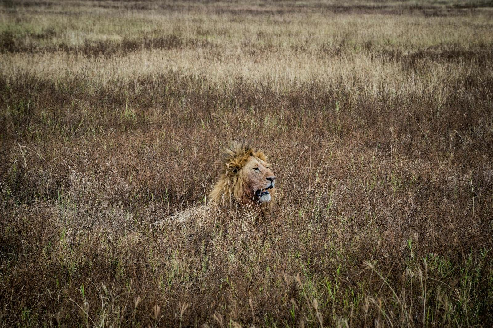 Male lion resting low in tall savanna grass