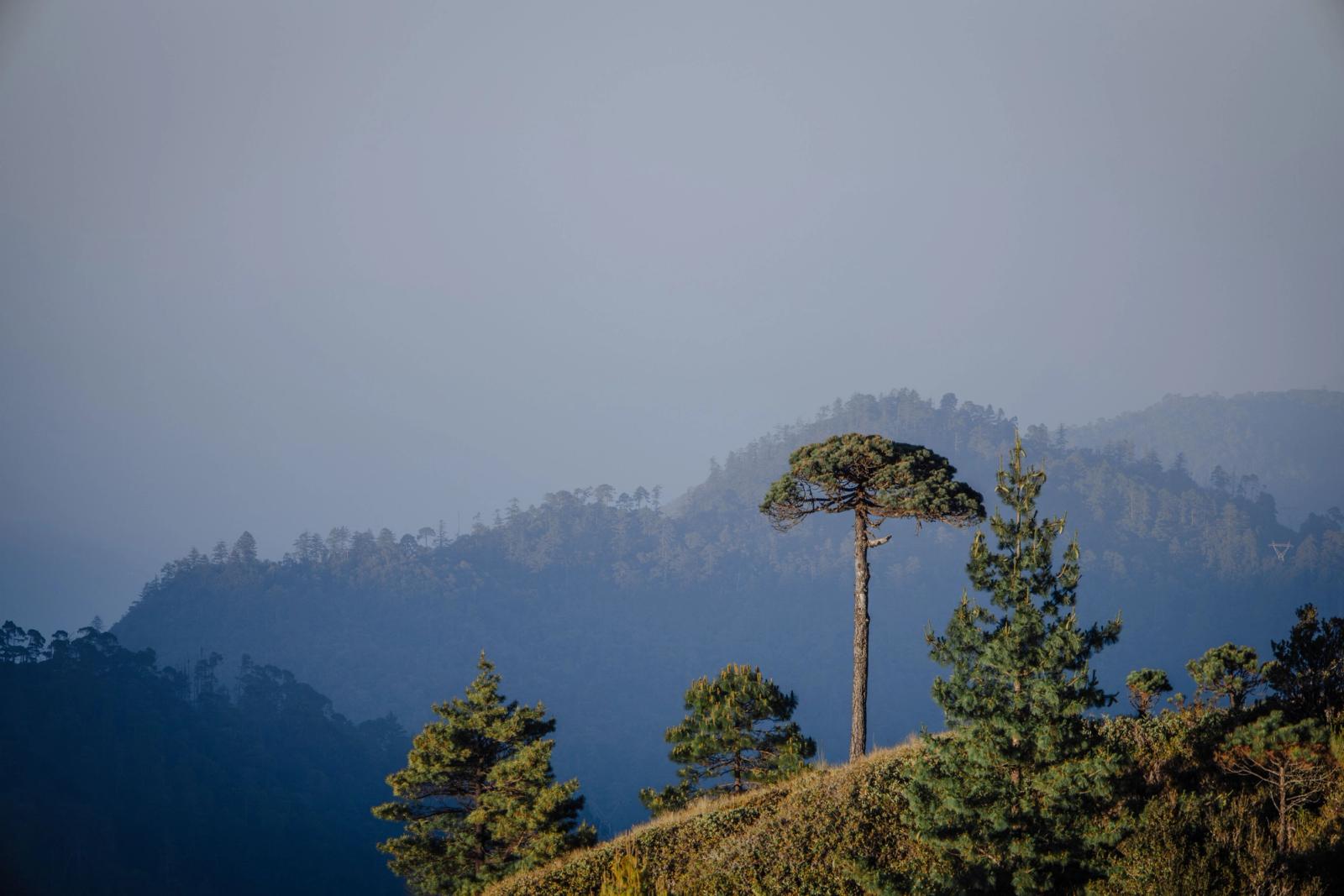 A serene view of the forest and hills in Santa Catarina Ixtepeji, capturing natural beauty