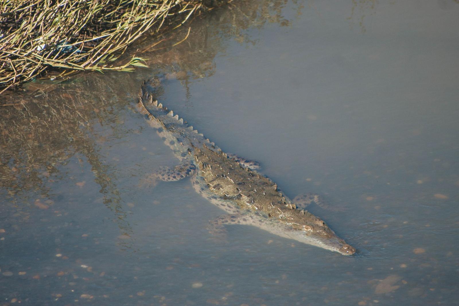 Crocodile gliding through murky water beside overhanging branches