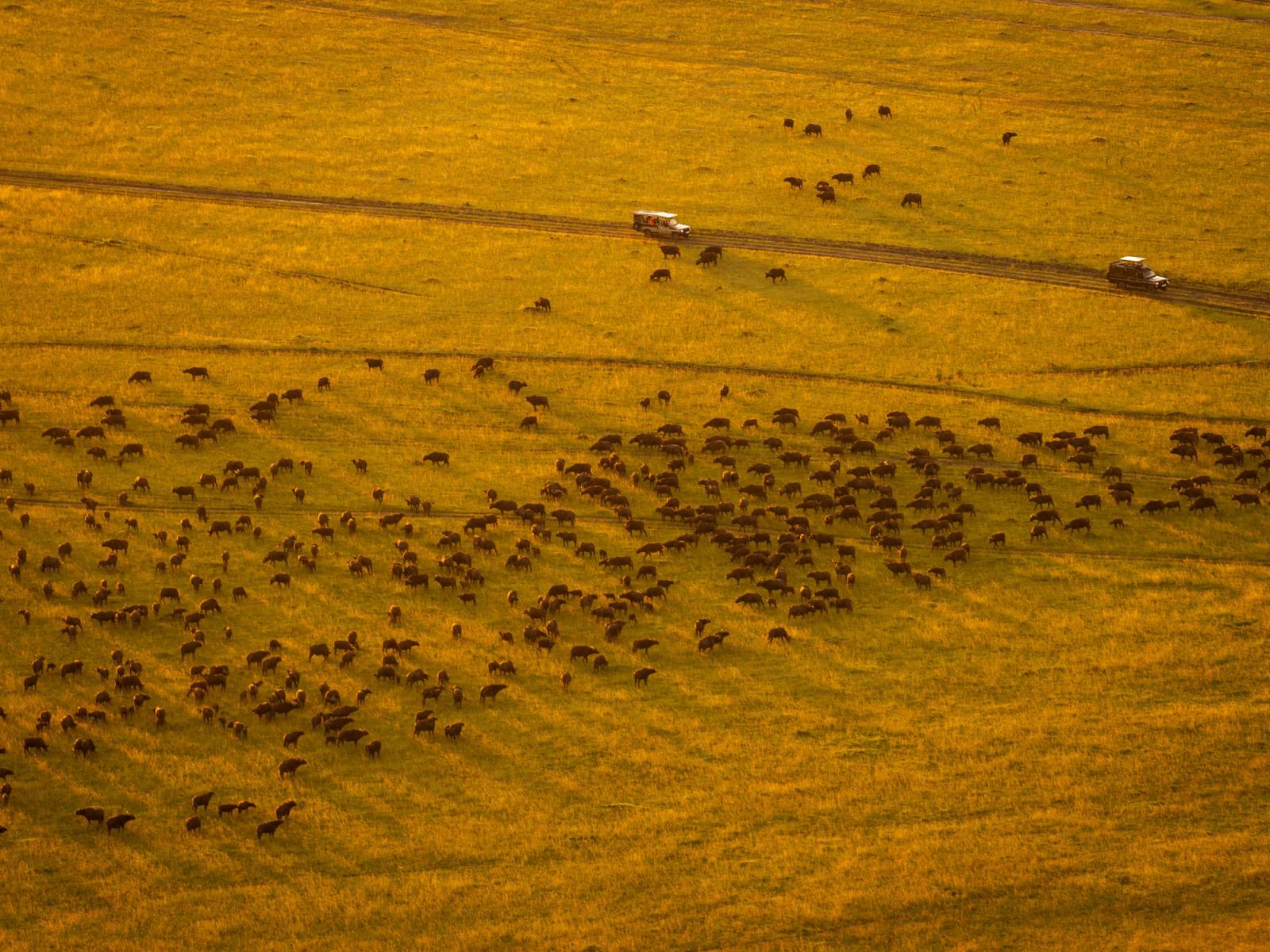 Stunning aerial shot of wildebeest migration in Maasai Mara during golden hour