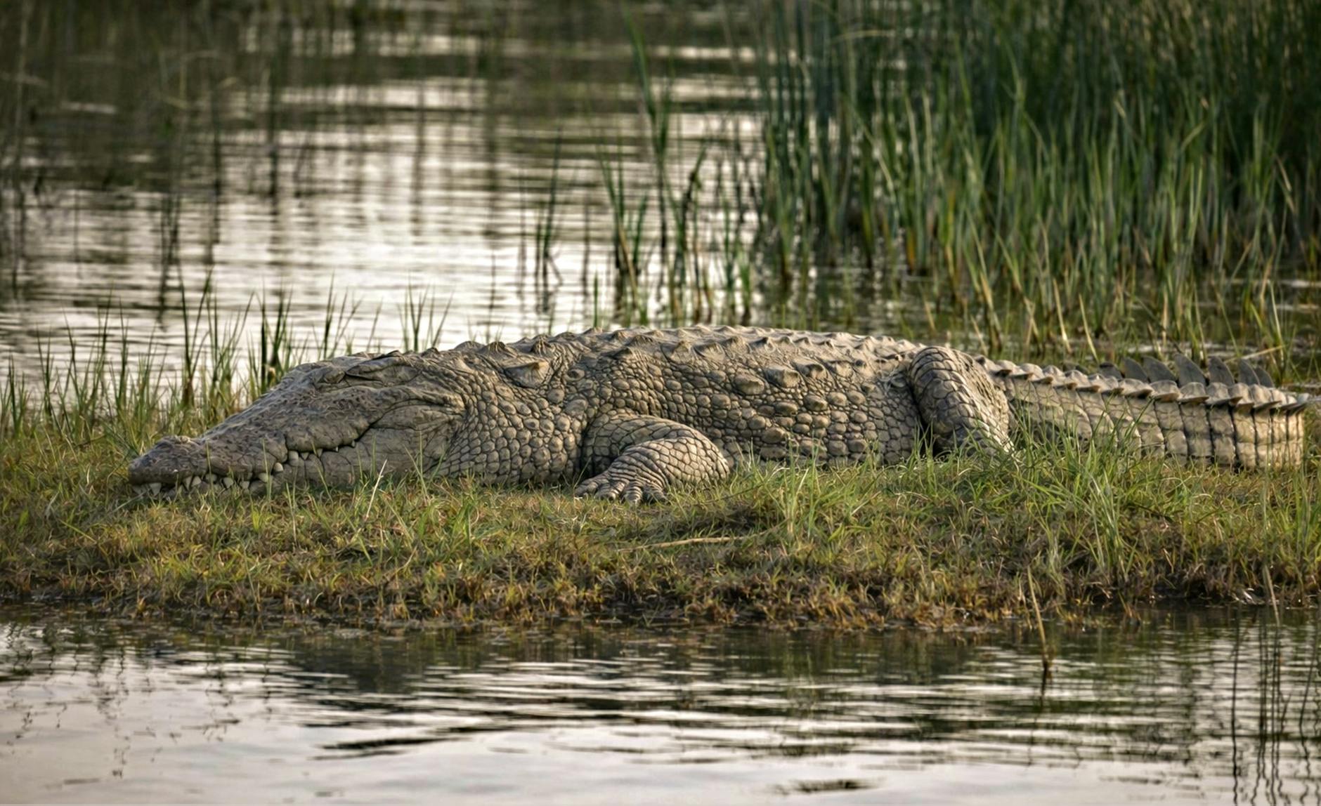 Chambal Boat Safari, India