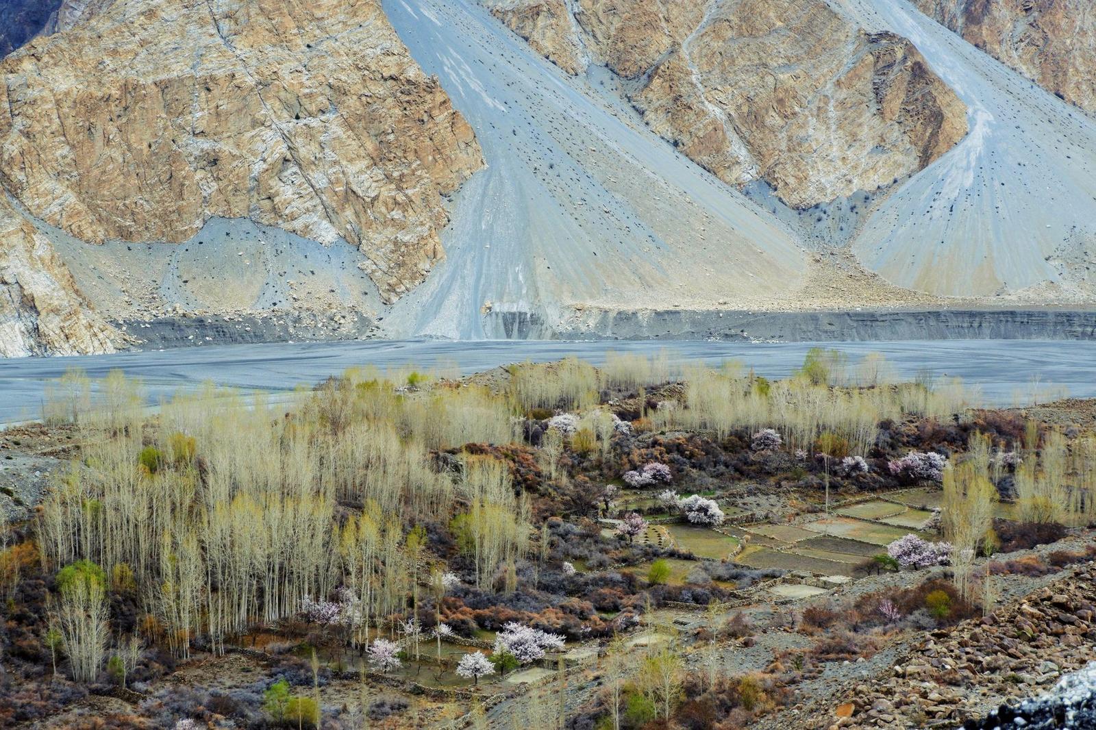 Terraced fields and blossoming trees along a river beneath rugged cliffs