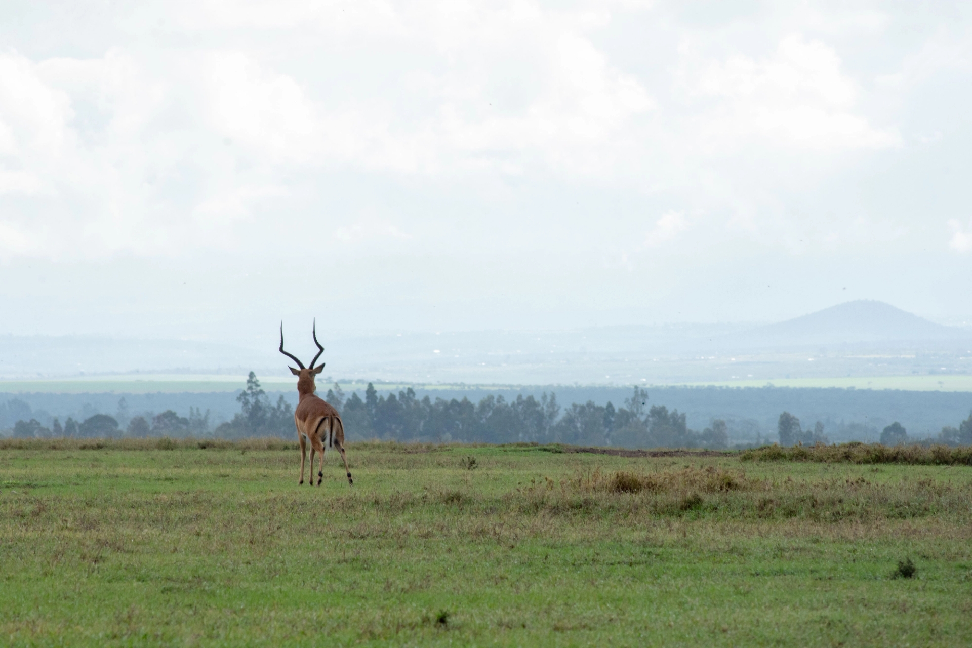 Impala antelope in the vast savannah of Nanyuki, Kenya, with distant hills