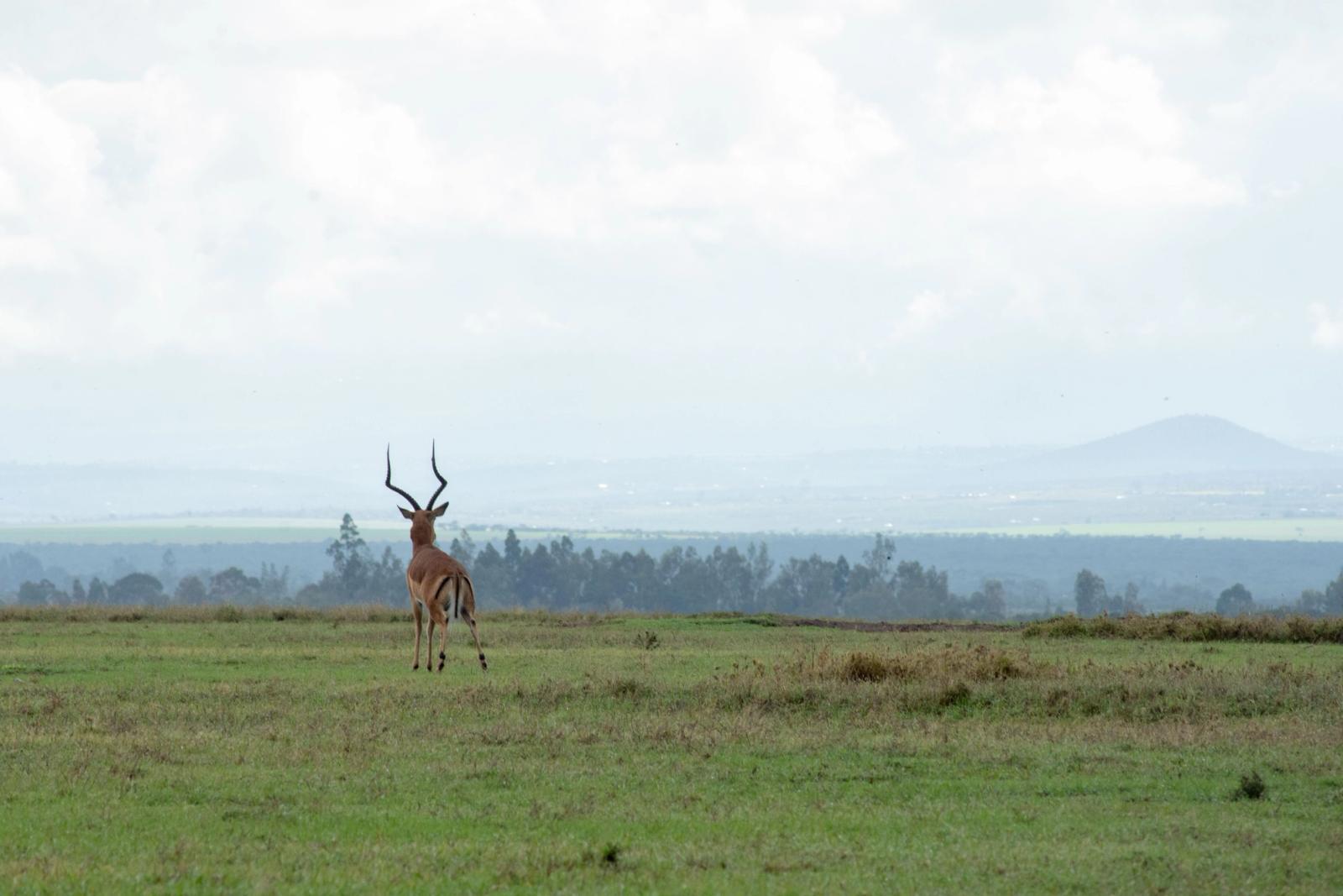 Impala antelope in the vast savannah of Nanyuki, Kenya, with distant hills