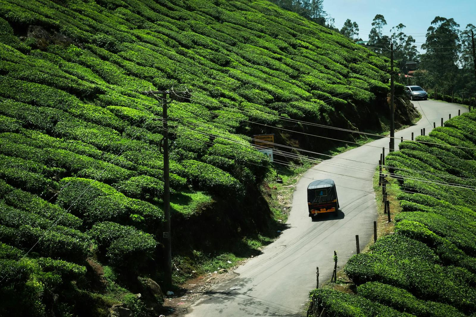 A vehicle winding through terraced tea plantations on a hillside road