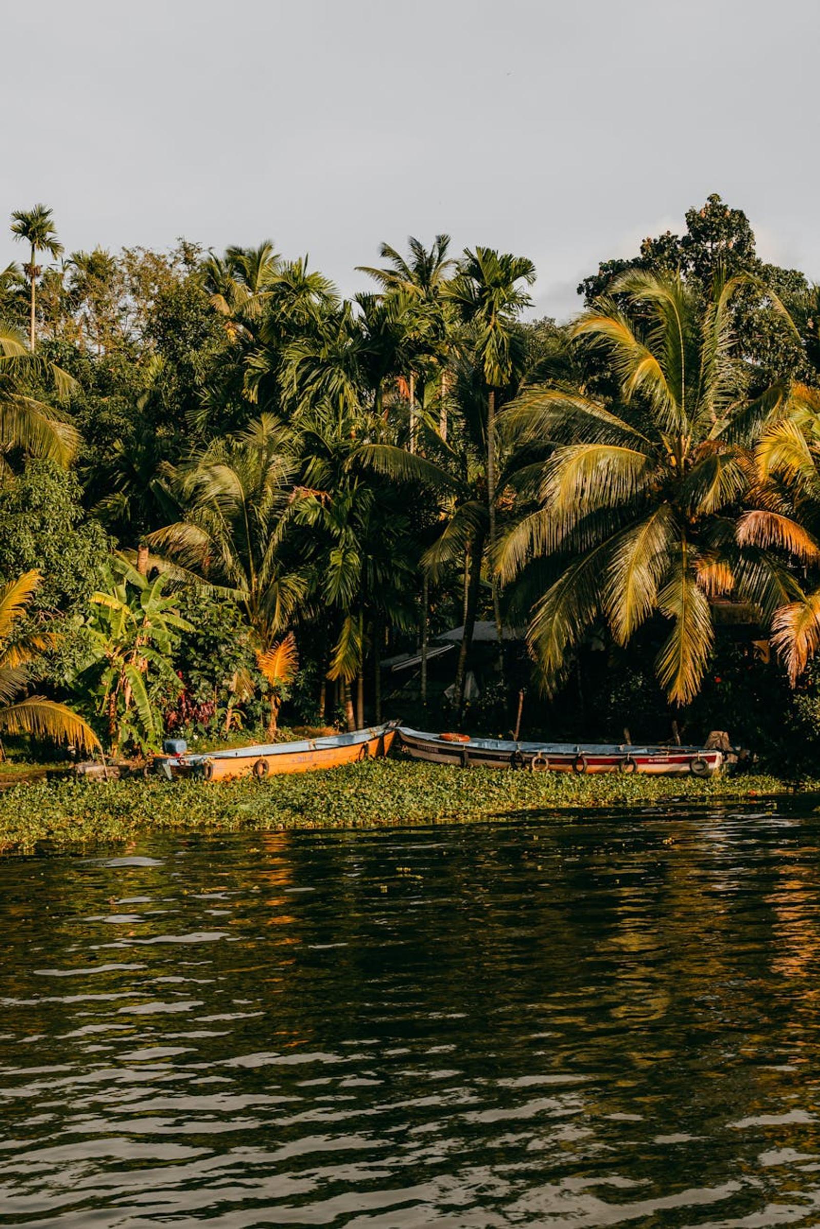 Explore the tranquil backwaters of Kerala, India, surrounded by lush tropical greenery