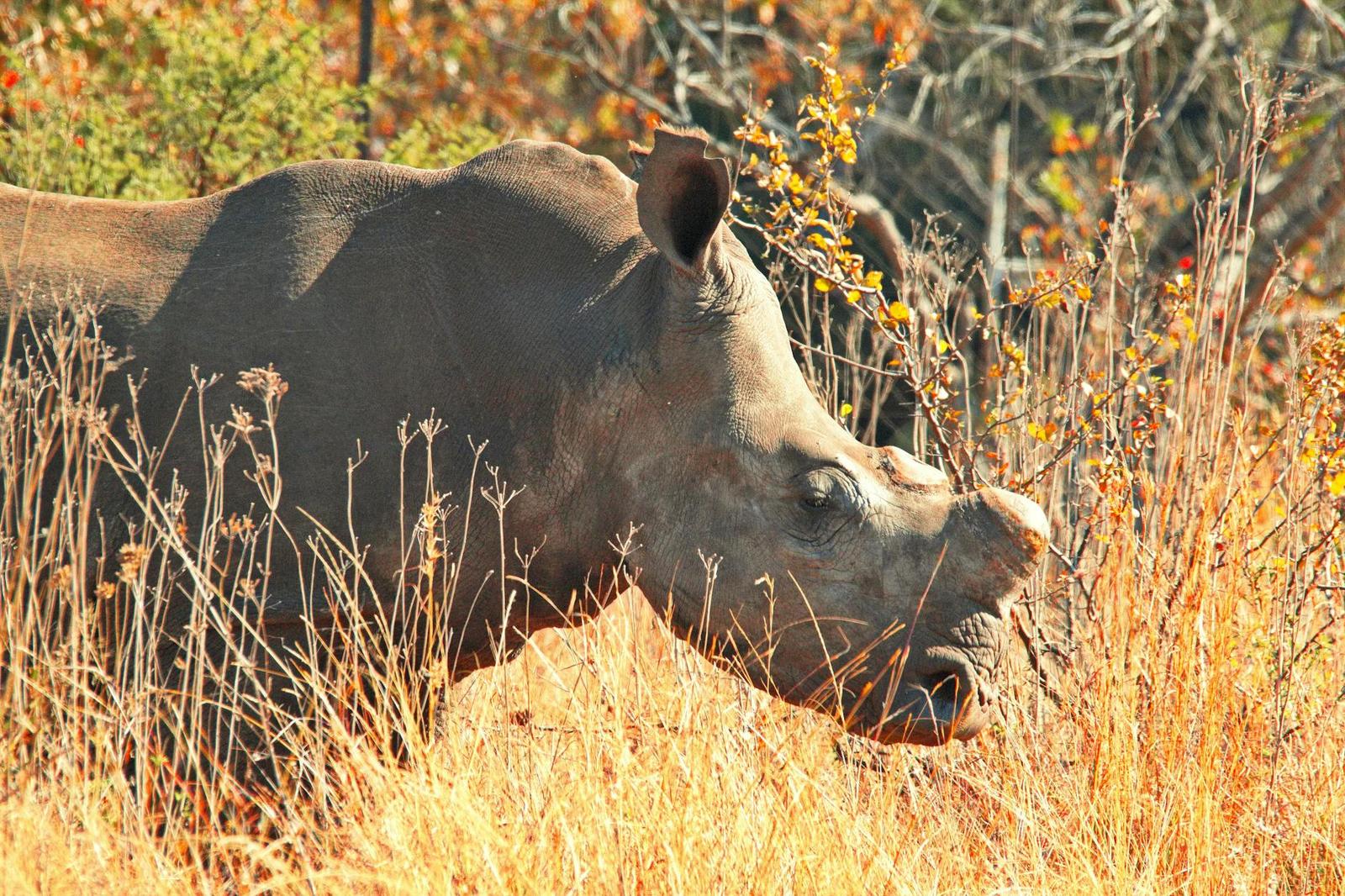 Amakhala, South Africa