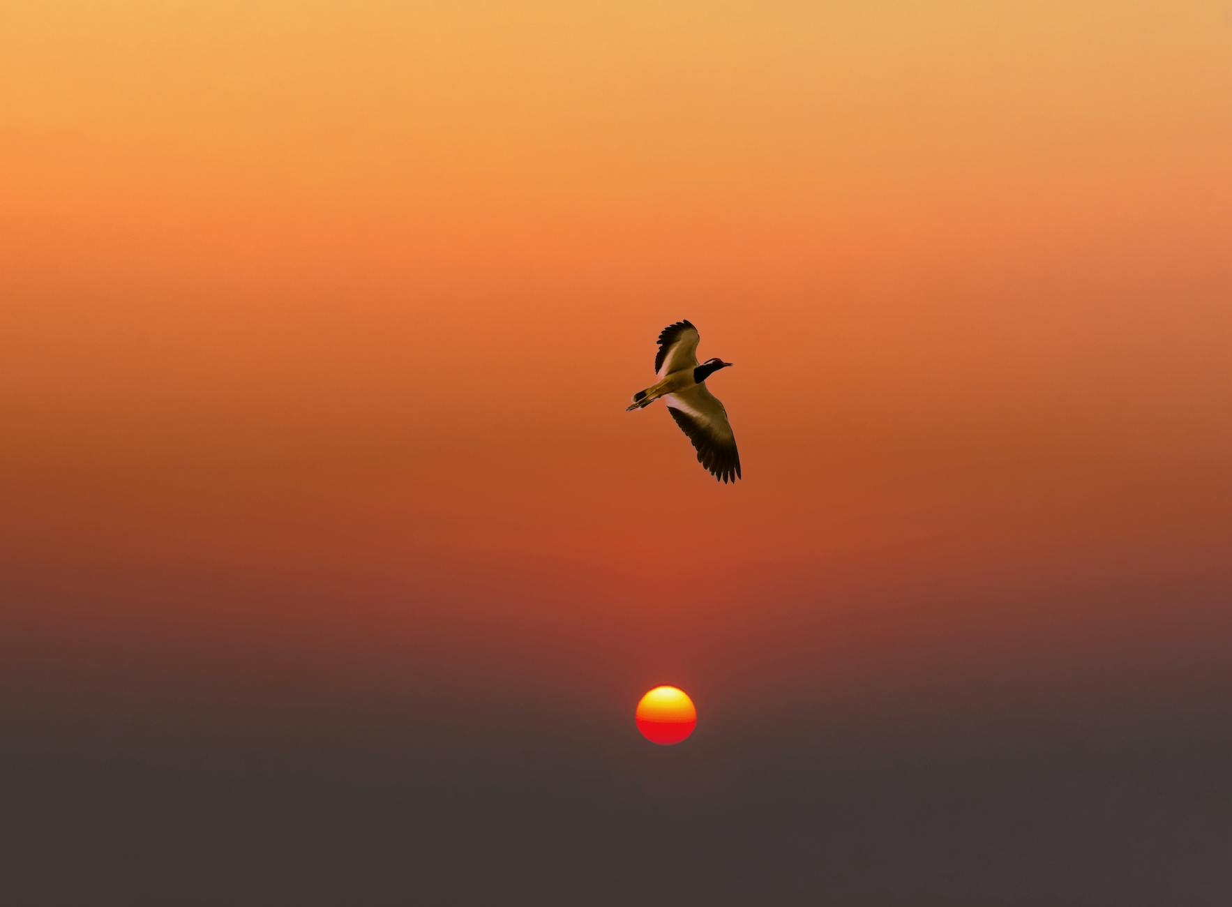 India at golden hour