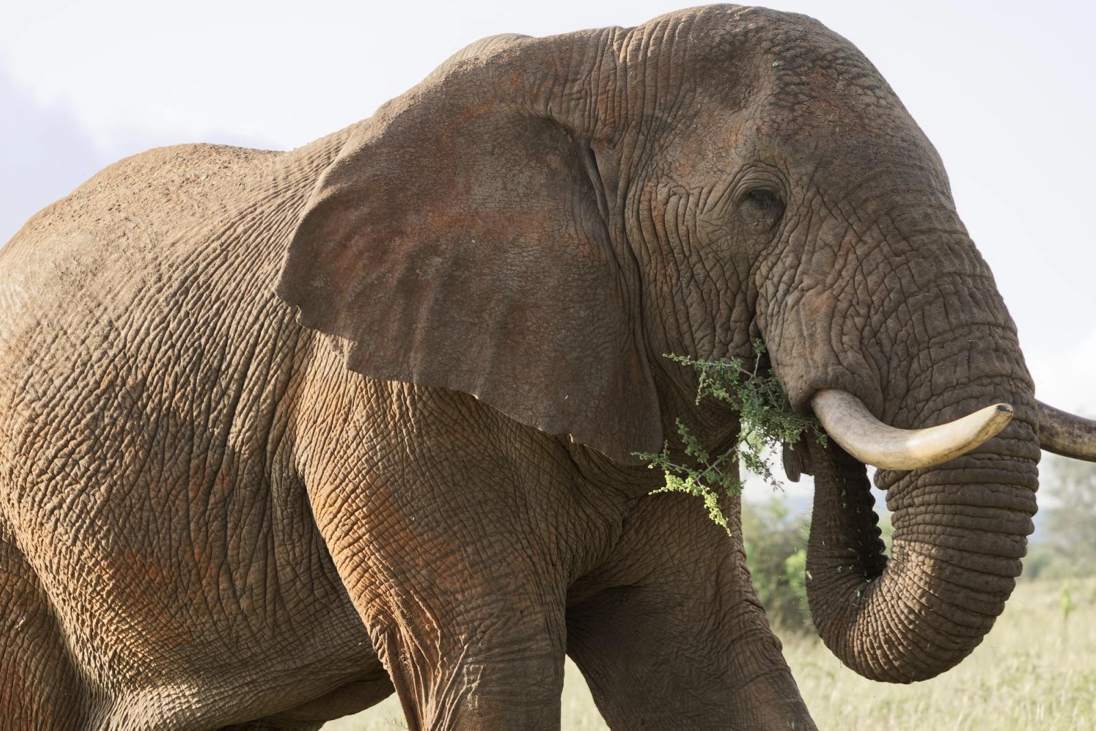 Close-up of an African elephant grazing in Lumo, Kenya