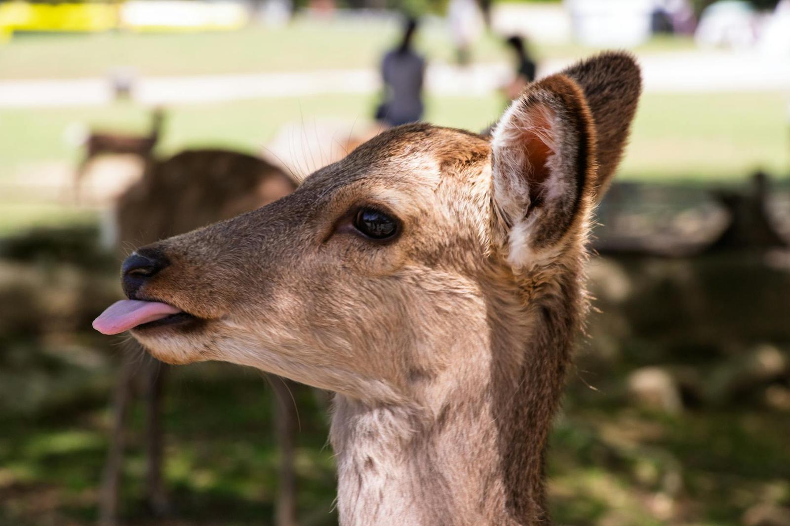 Close-up of a deer with its tongue out in a park
