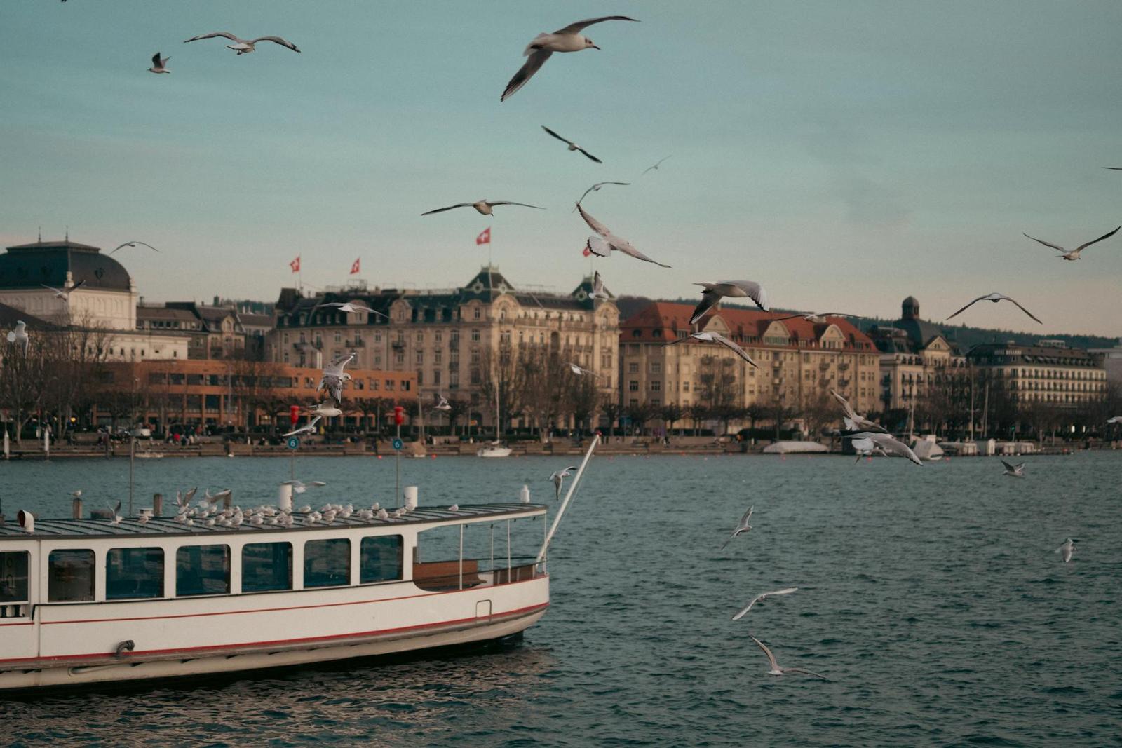 Seagulls swirling over a lake ferry with a grand waterfront skyline behind