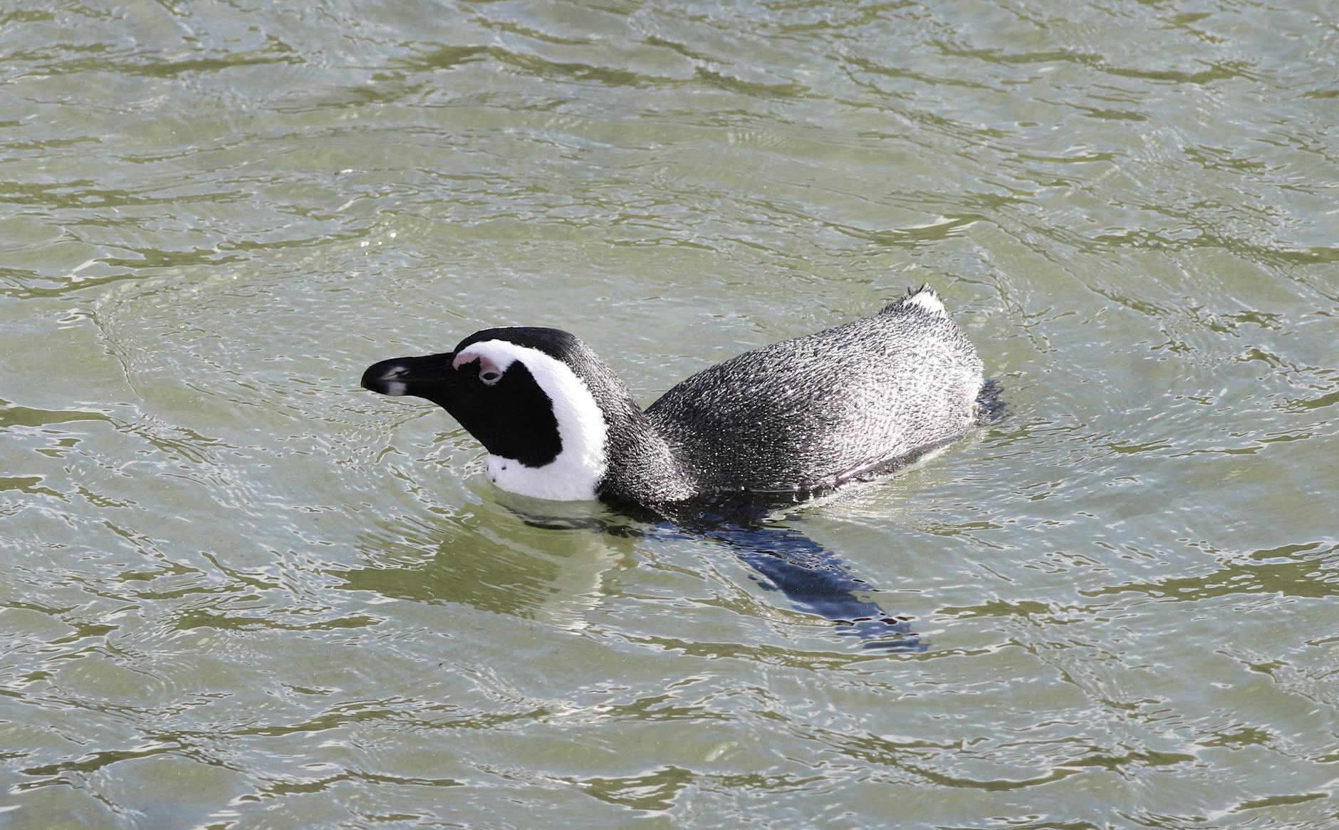 Boulders Beach — Cape Town, South Africa