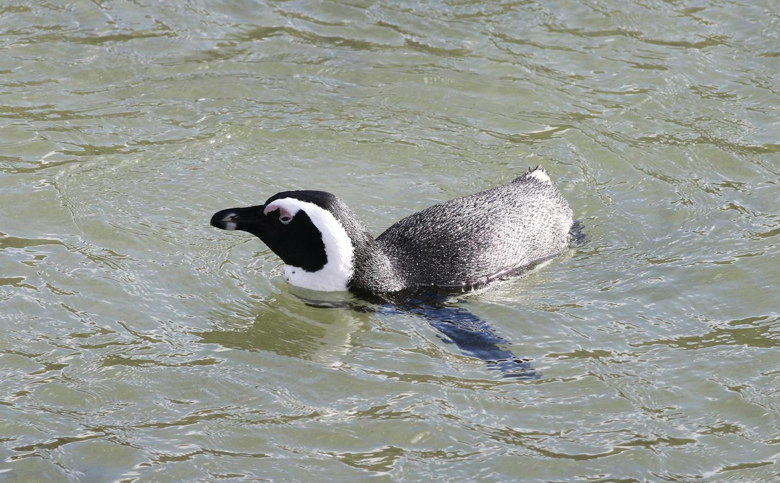 Boulders Beach — Cape Town, South Africa
