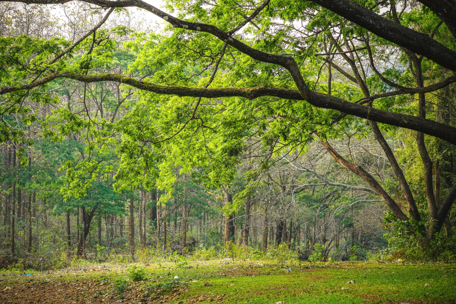 A sunlit forest clearing with an overhanging tree branch and fallen leaves