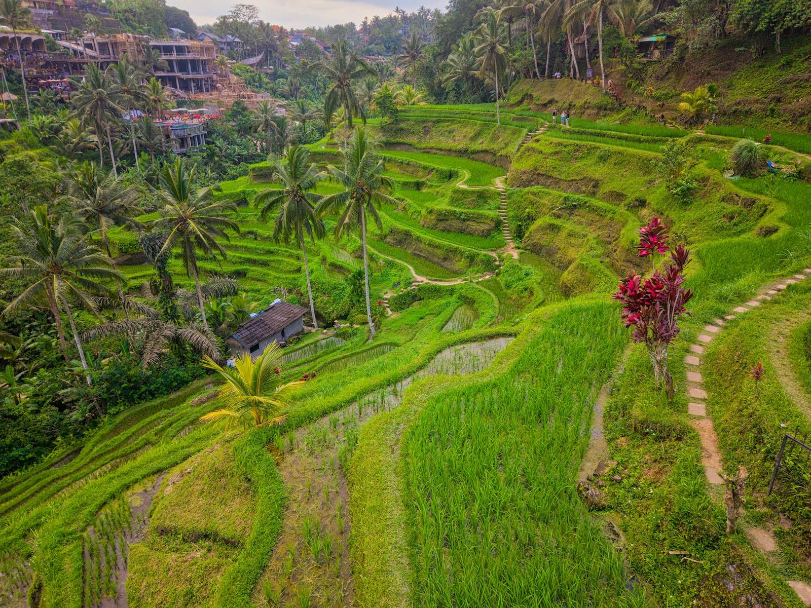Full Day Kintamani With Ubud Village + Bali Swing + Tegenungan Waterfall + Tegalalang Rice Terrace on day 6, Indonesia
