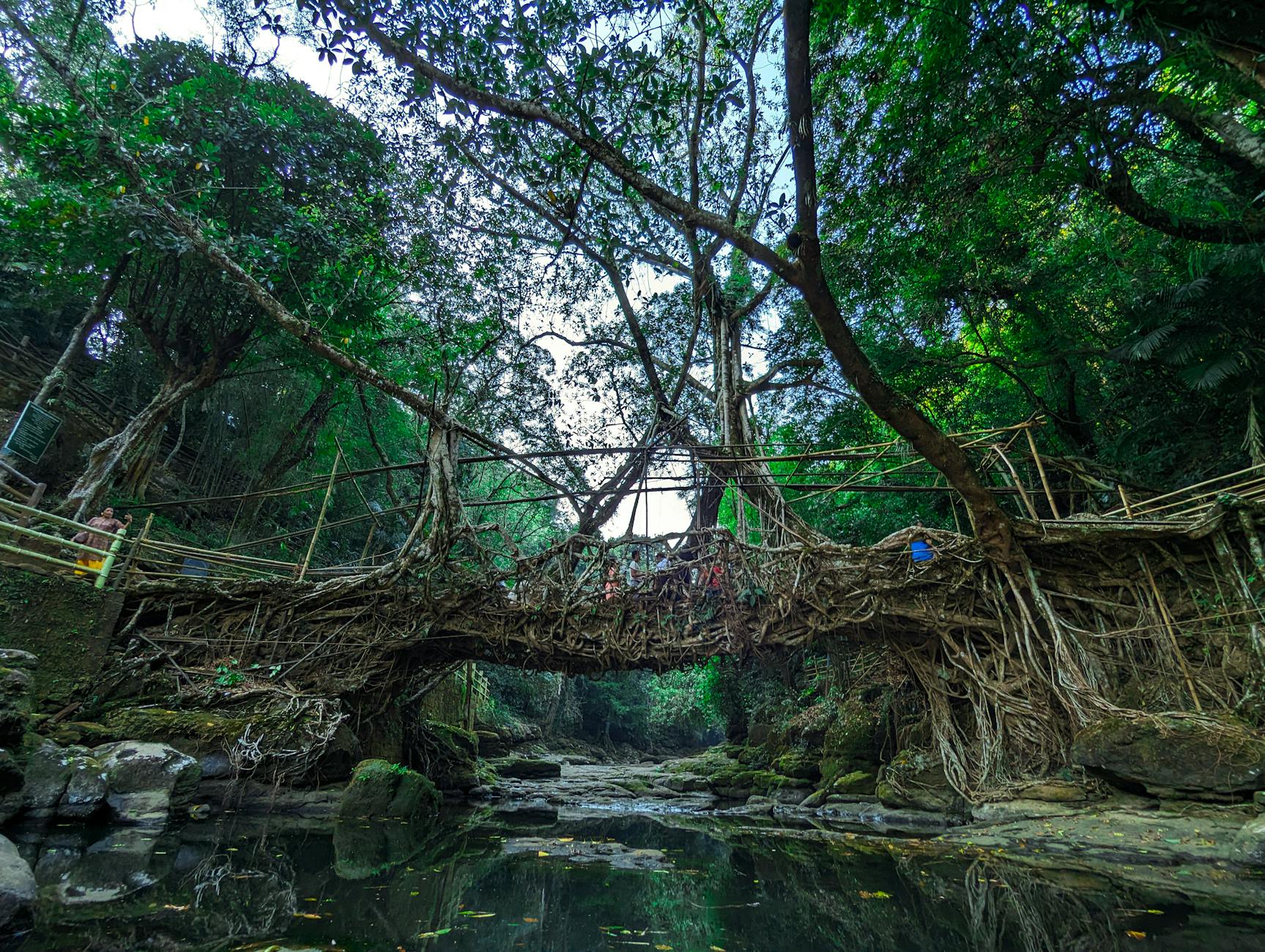 Living root bridge — Cherrapunjee, India