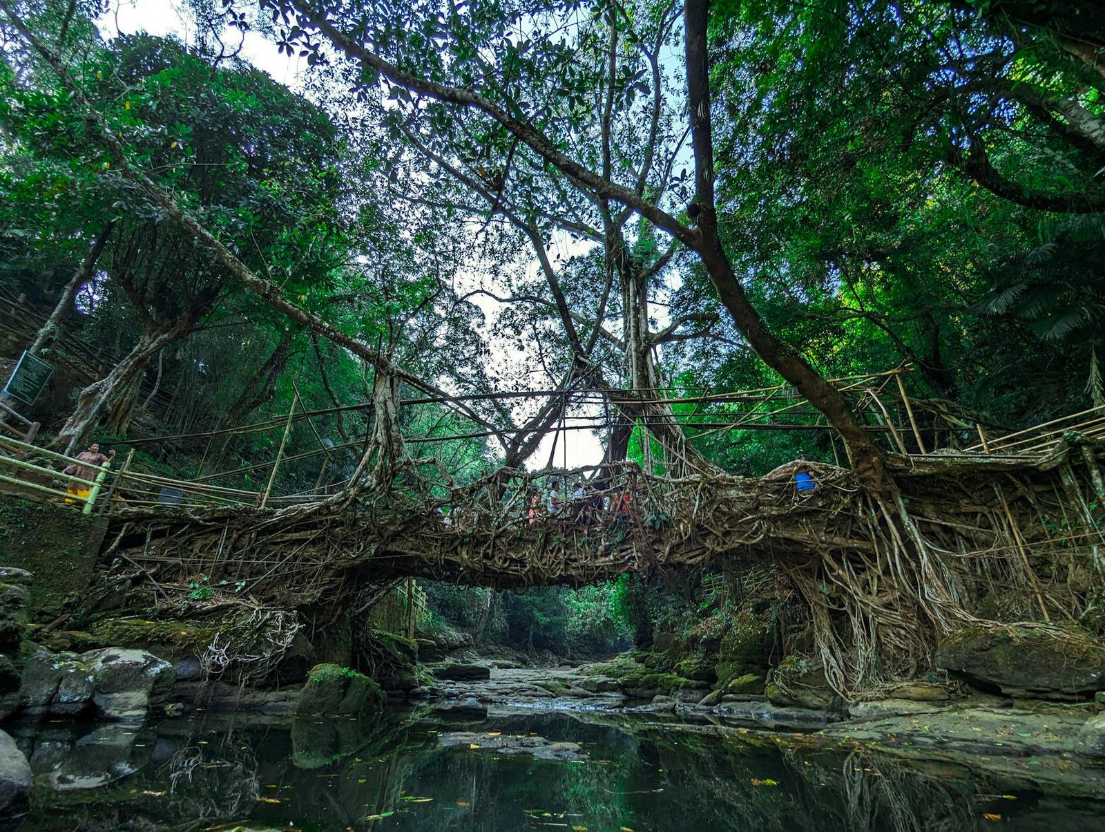 Stunning living root bridge made by nature surrounded by dense forest in Riwai, Meghalaya, India