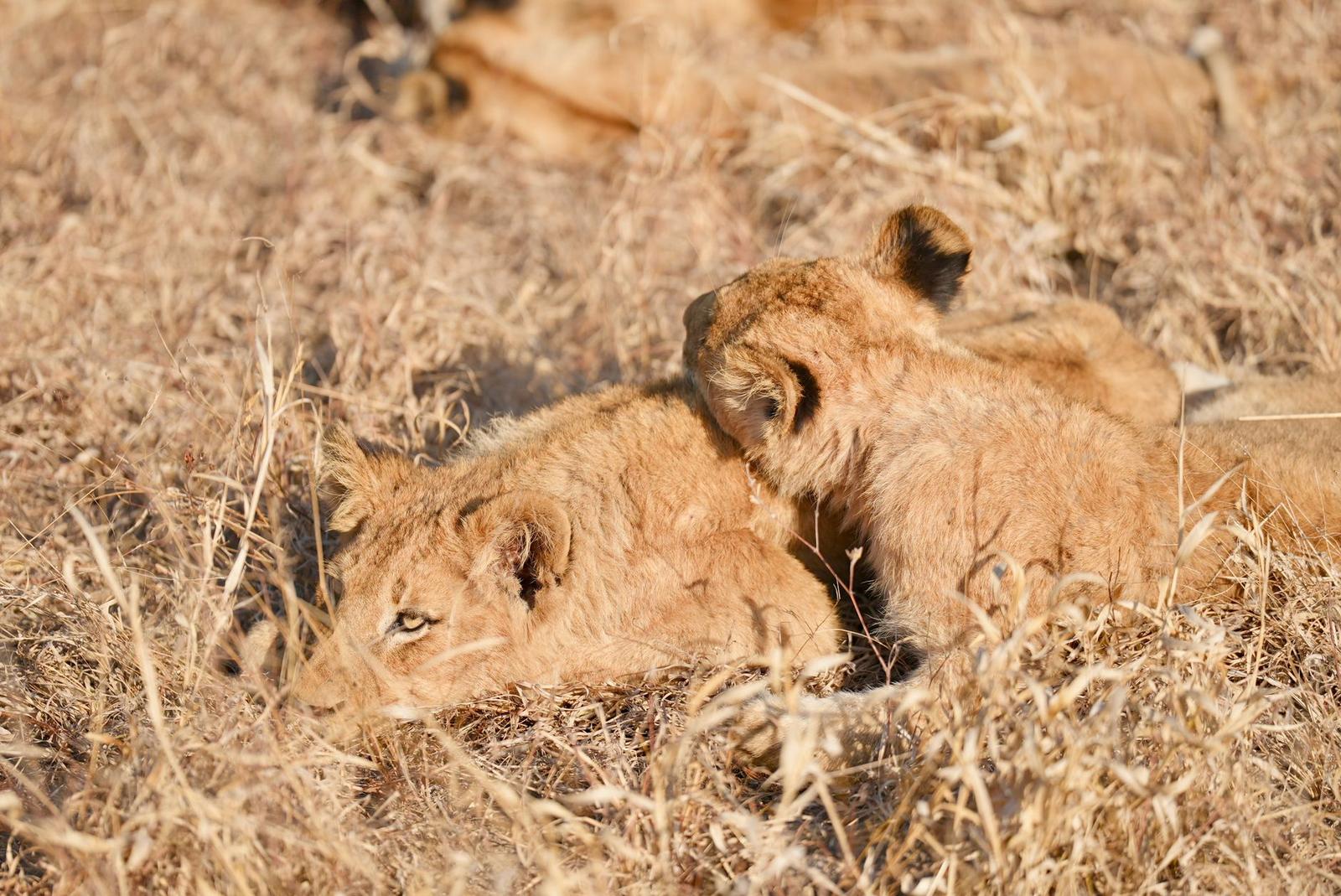 Lion — Okavango Delta, Botswana