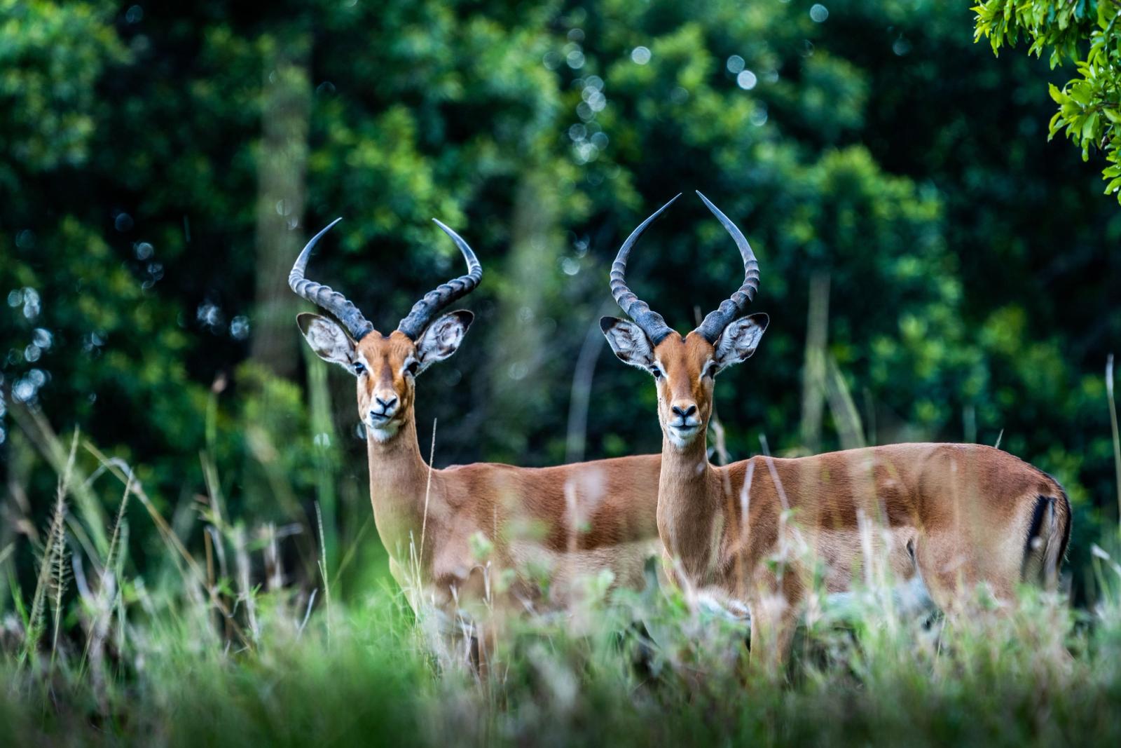 Two majestic impalas stand amidst lush greenery in Maasai Mara, Kenya